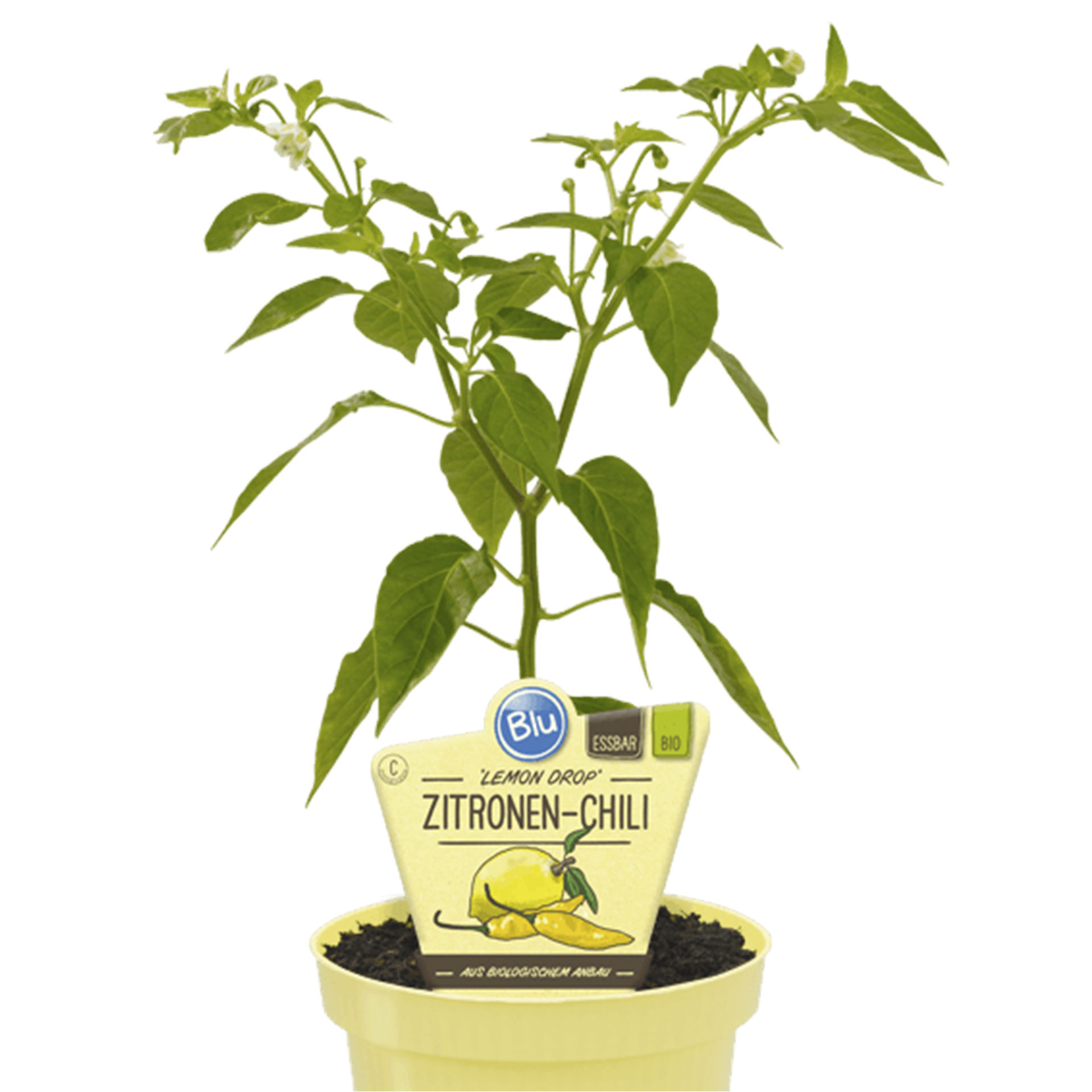 Zitronen-Chili im Pflanztopf mit Pflanzenstecker