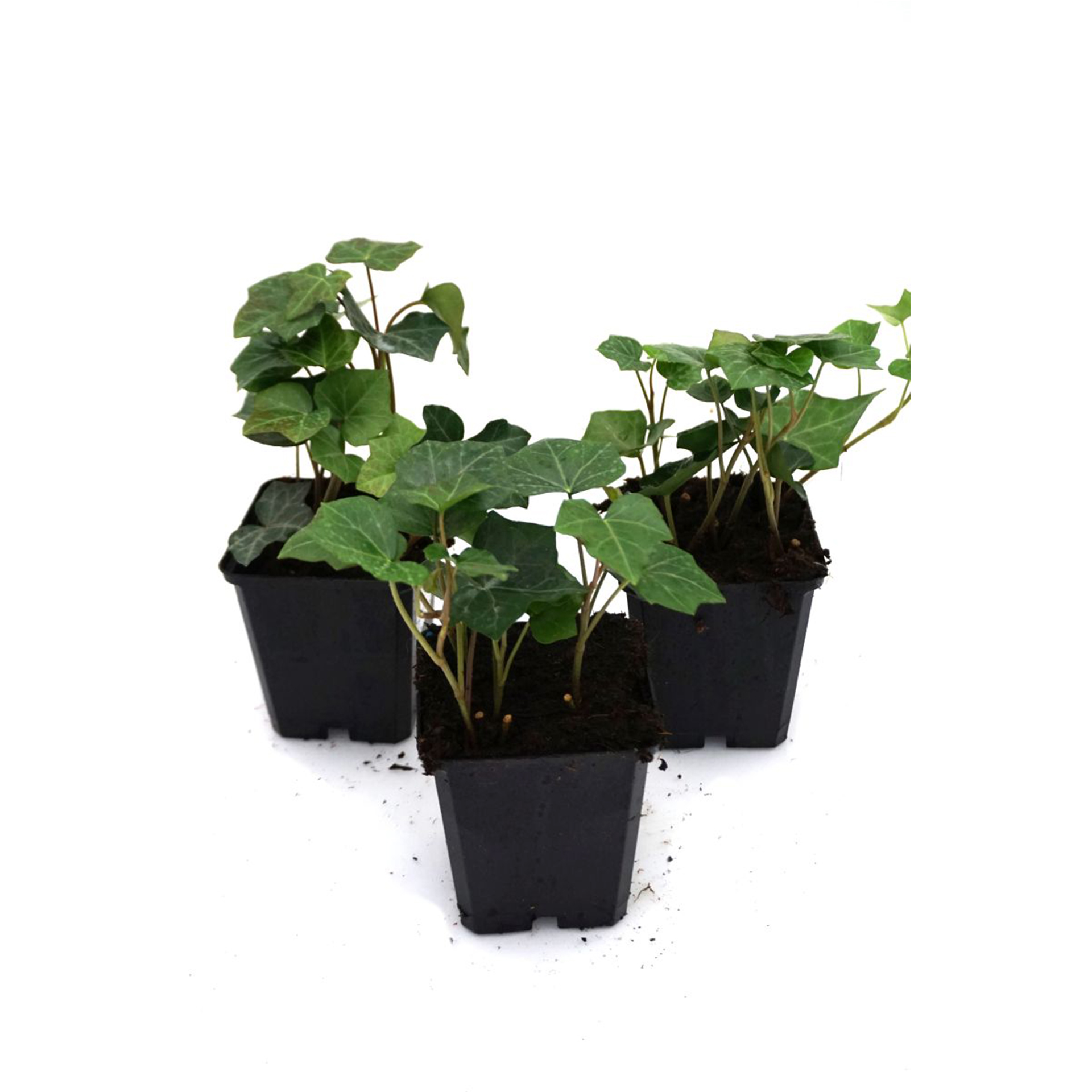 Efeu Hibernica-1 Bodendecker Freilandefeu Dauerbepflanzung immergrünes Laub