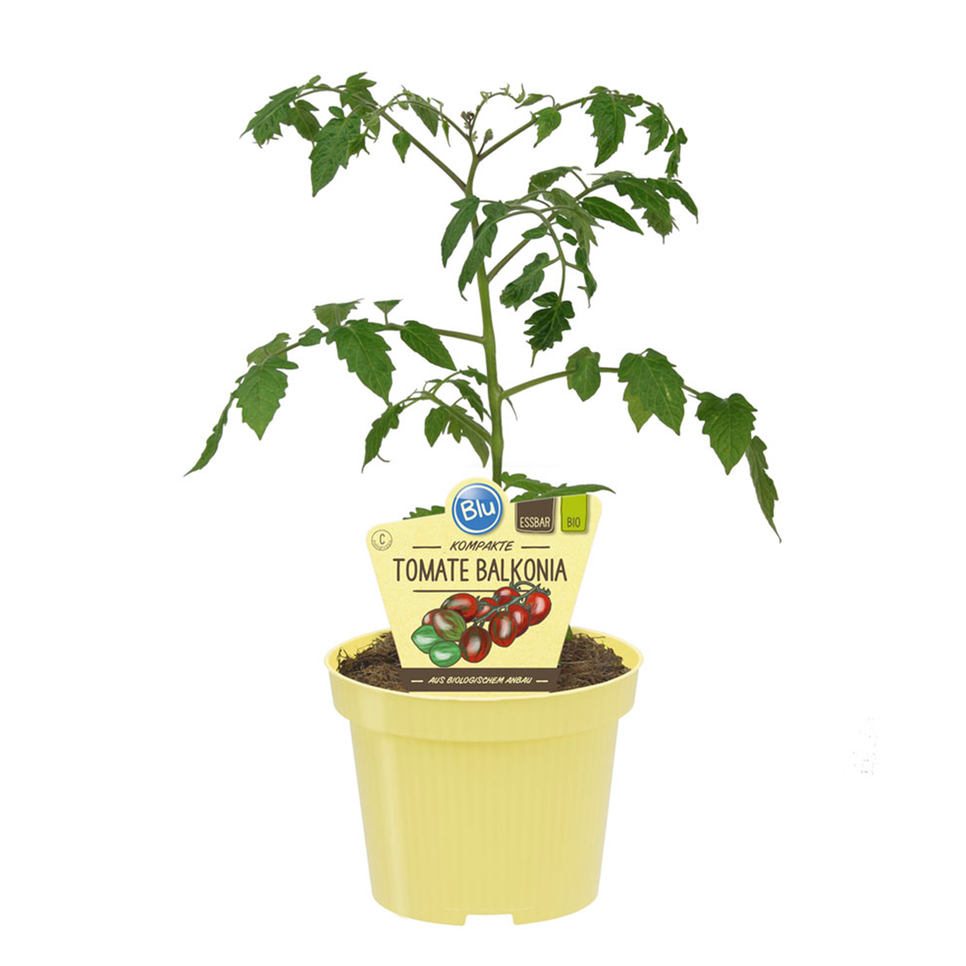 Bio Tomate Balkonia Tomatenpflanze Gemüsegarten, Pflanze, Pflanze im Topf, Pflanzgefäß, Blatt, Boden