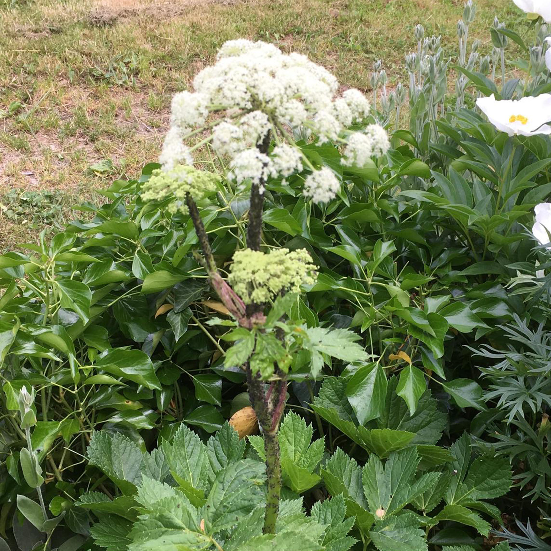 Blume, Pflanze, Apiaceae, Kräuter, Topfpflanze