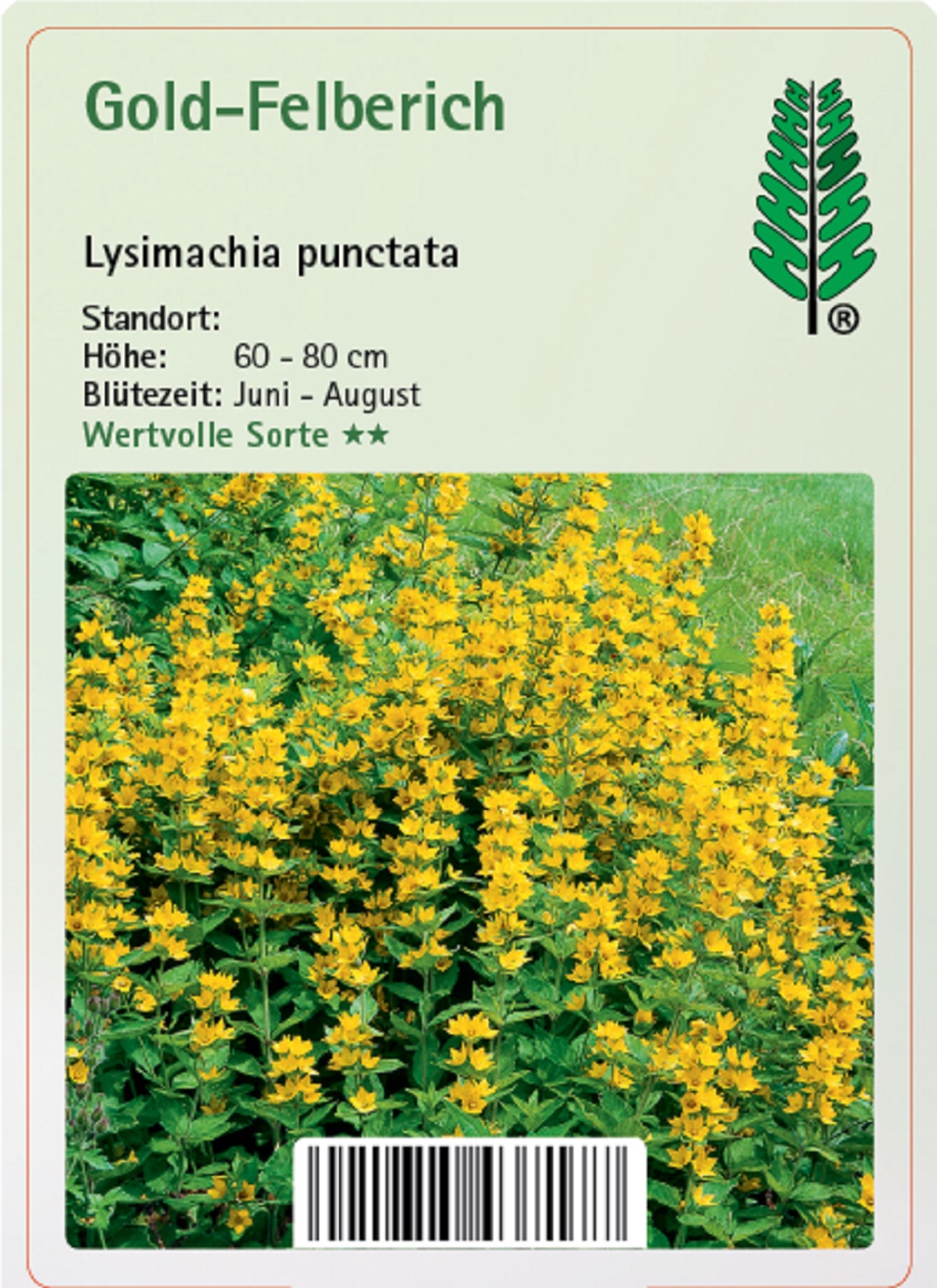 Gold-Felberich - Lysimachia punctata, 11cm Topf Gold-Felberich - Lysimachia punctata, 11cm Topf