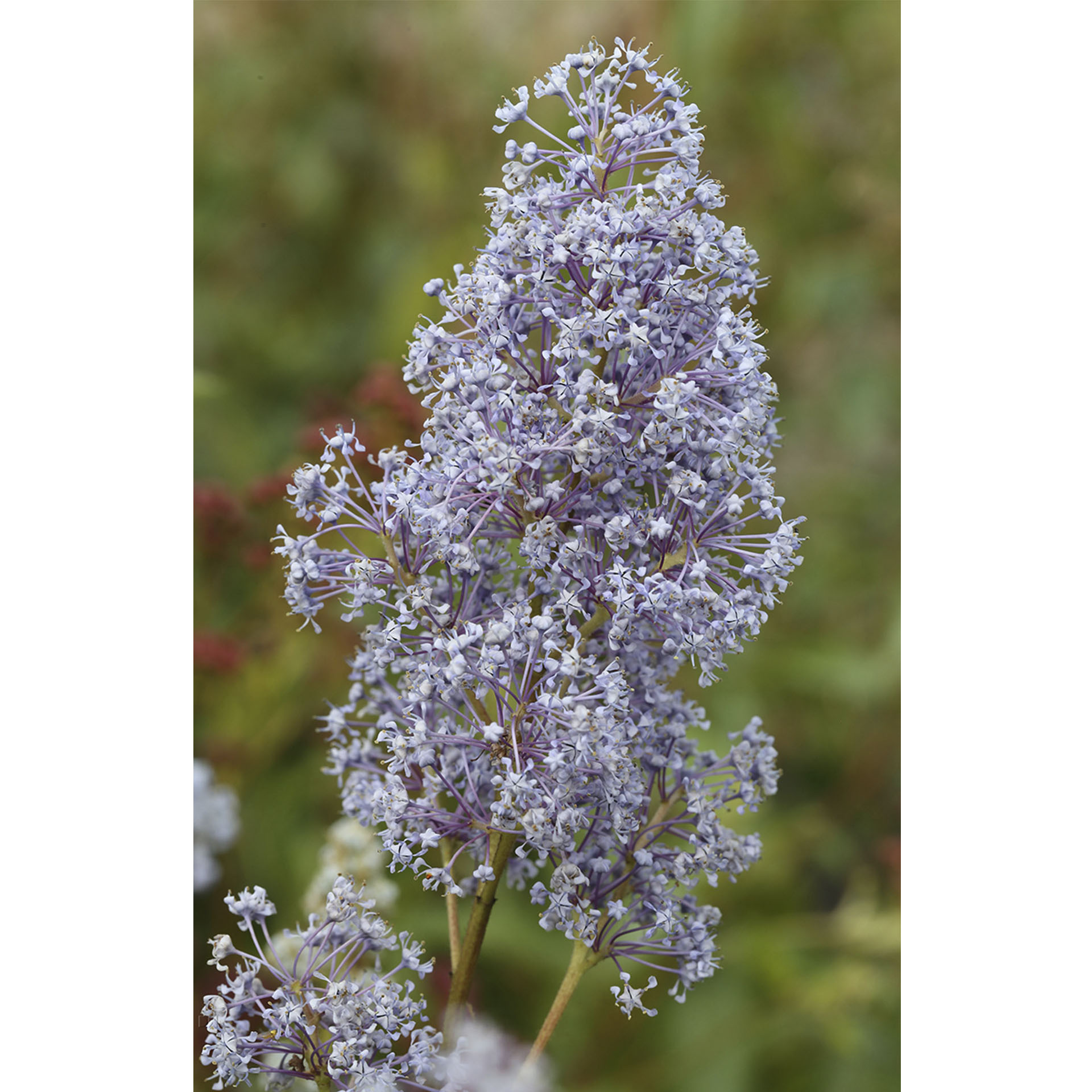 blau blühende Rispen der Säckelblume Gloire de Versailles