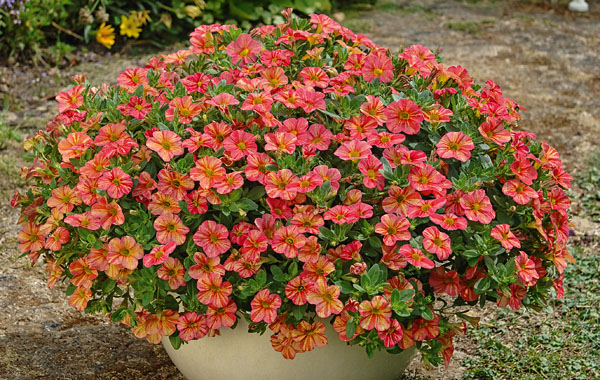 Zauberglöckchen - Calibrachoa 'Tropical Sunrise', 12cm Topf Pflanze, Bewuchs, Blume, Geranie, Topfpflanze