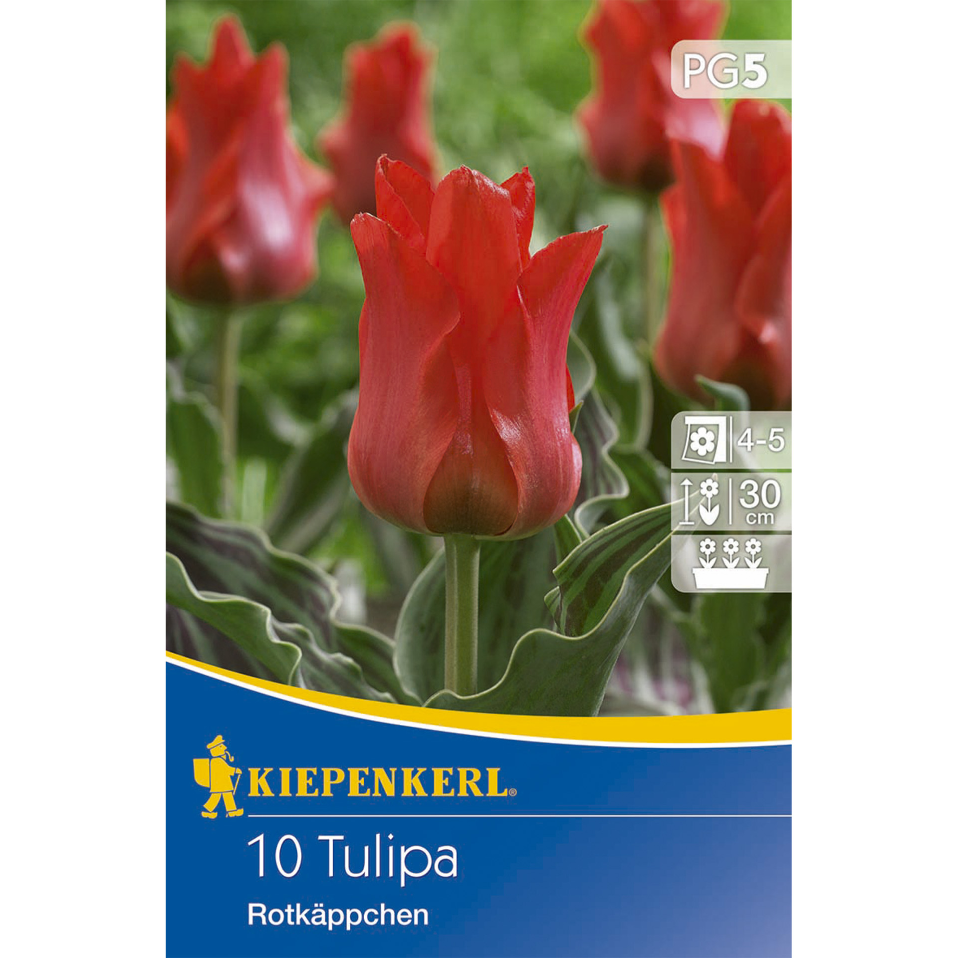 Tulpe Rotkäppchen Intensiv rot blühende Tulpe mit gewellten Blättern