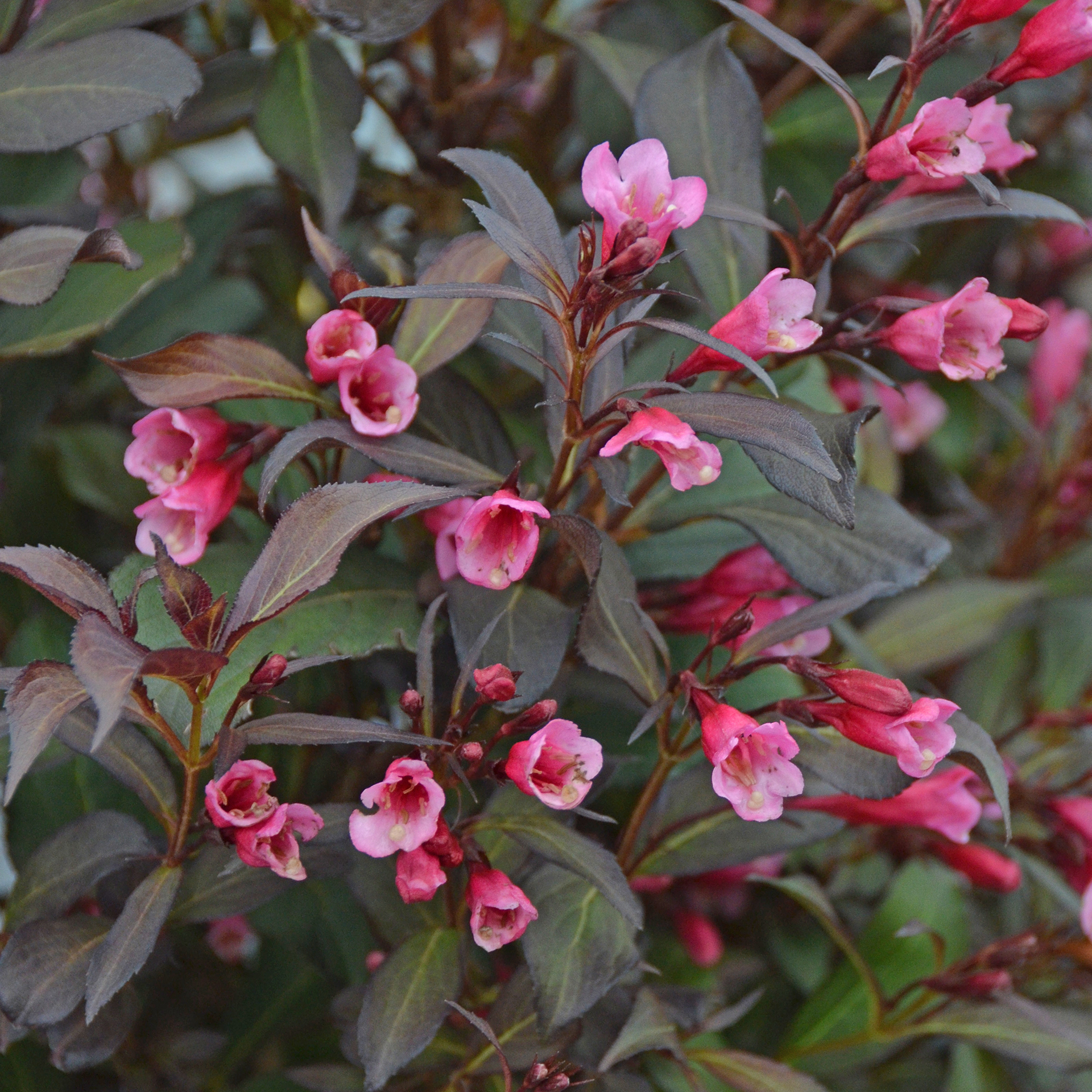 Rotlaubige Weigelie – Weigela florida 'Wine and Roses'®, C6 50-60cm Rotlaubige Weigelie – Weigela florida 'Wine and Roses'®, C6 50-60cm