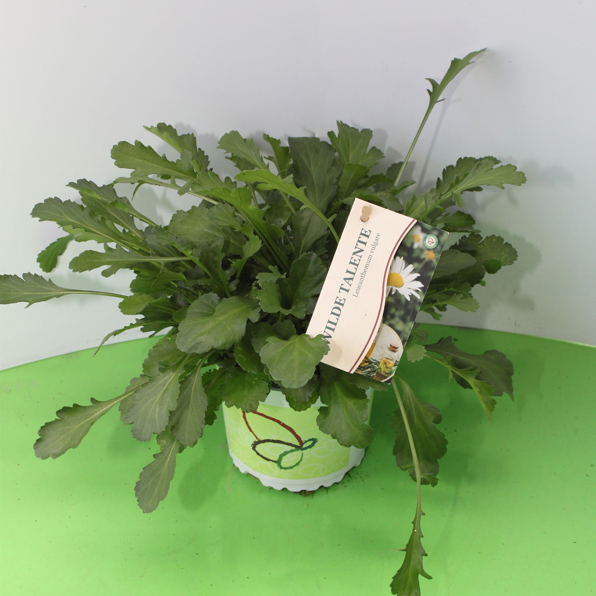 Käfer?, Gänseblümchen, Blumen, Gelbe Mittellinien, Wiesenpflanzen, pflanze, kraut, topfpflanze, therm?