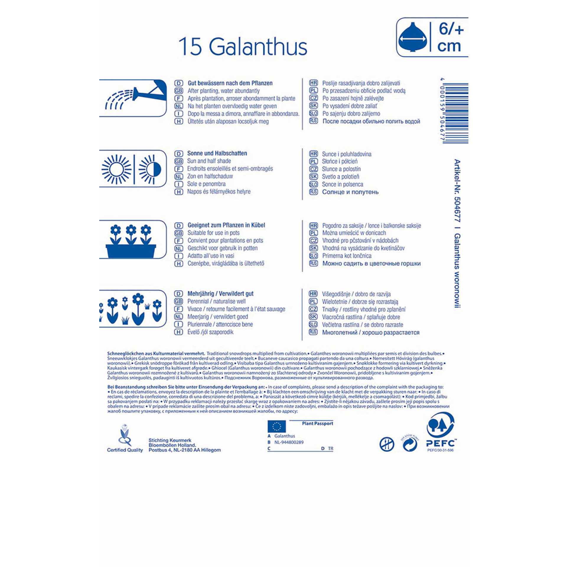 Schneeglöckchen woronowii Blumenzwiebel 2 Schneeglöckchen woronowii Blumenzwiebel 2