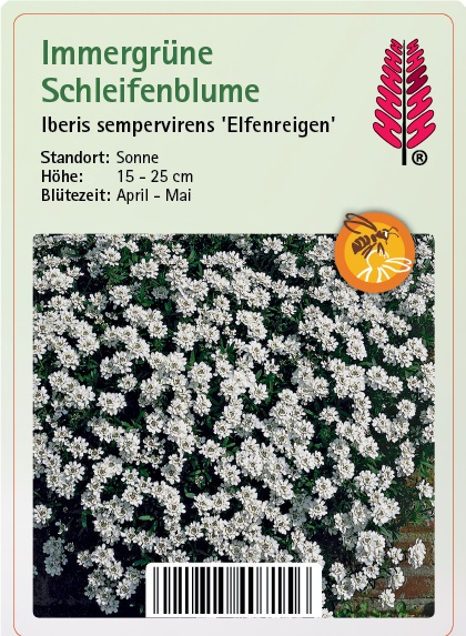 Immergrüne Schleifenblume - Iberis sempervirens 'Elfenreigen' Kräuterig, Pflanze, Blume, Vegetation, Blütenblatt, Kräuterig, Pflanze, Blume, Blütenblatt, Gänseblümchen
