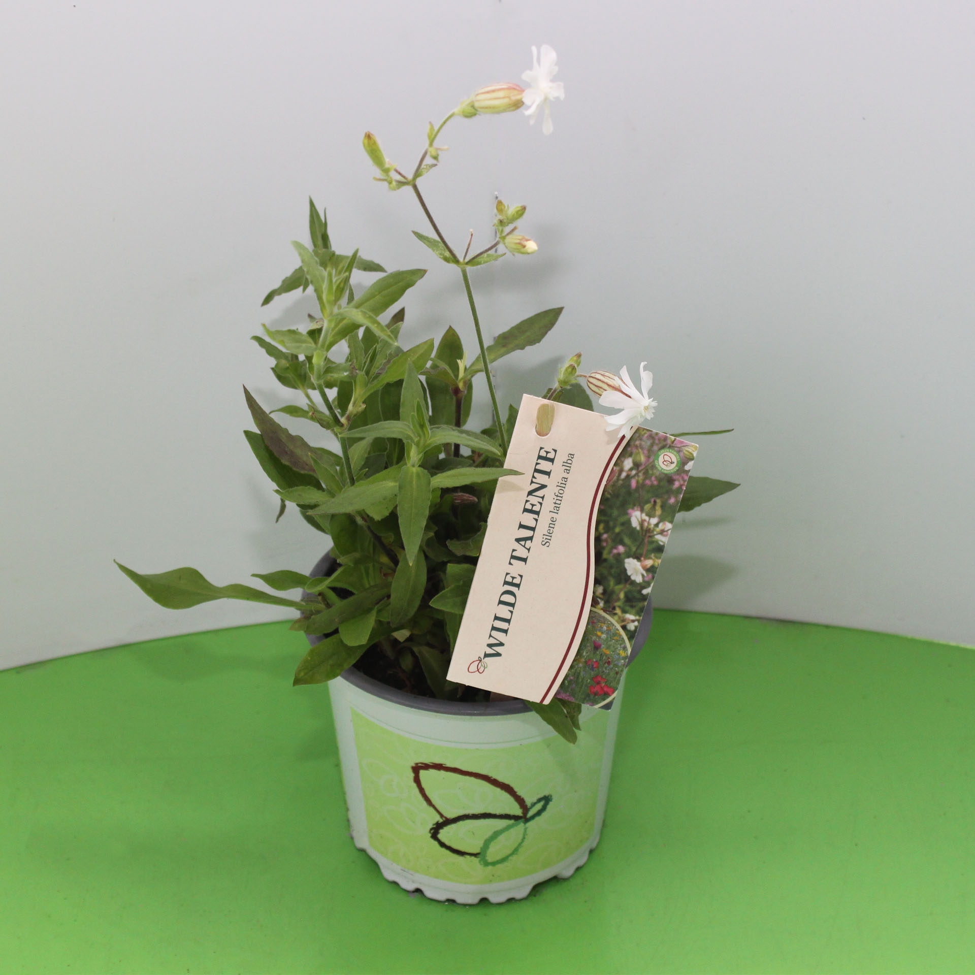 Topfblume, Weiße Blüten, Kräuterpflanze, Grüner Topf, Blumentopf mit Muster