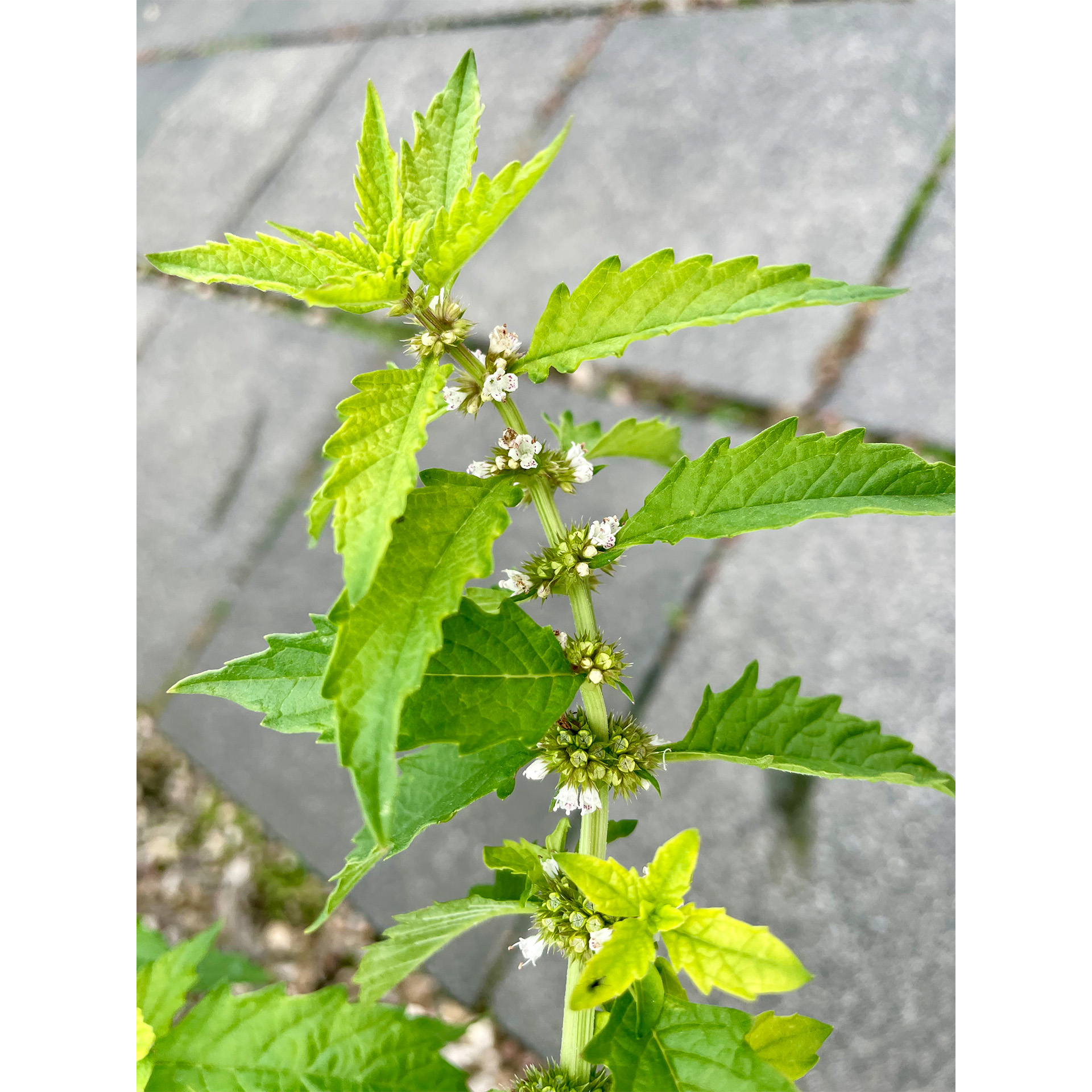 Stängel mit grünen blättern und weißen blüten, Blatt, Pflanze, Kräuter, Gras