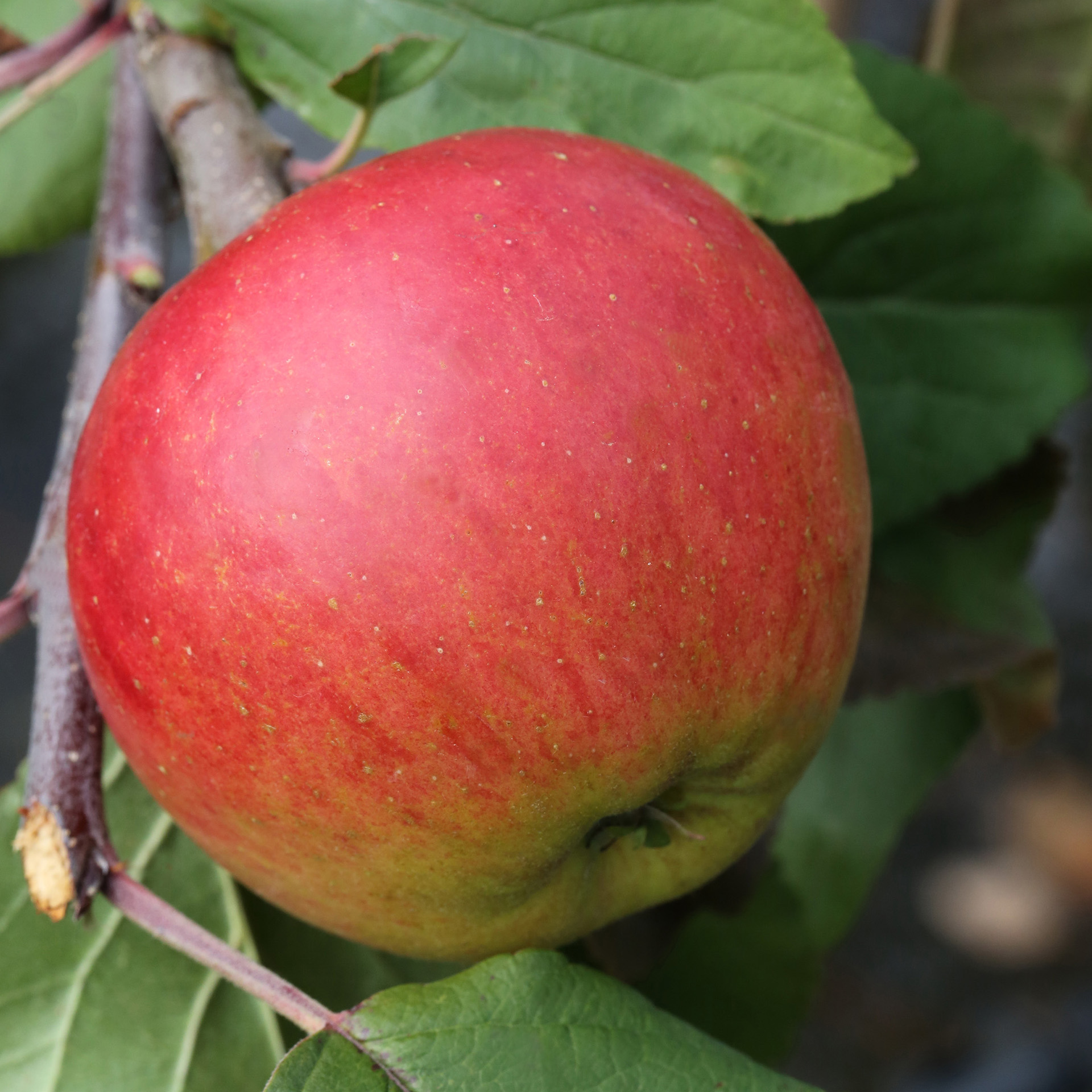 Apfel 'Gerlinde' - Malus 'Gerlinde' ®, C10 Apfel 'Gerlinde' - Malus 'Gerlinde' ®, C10