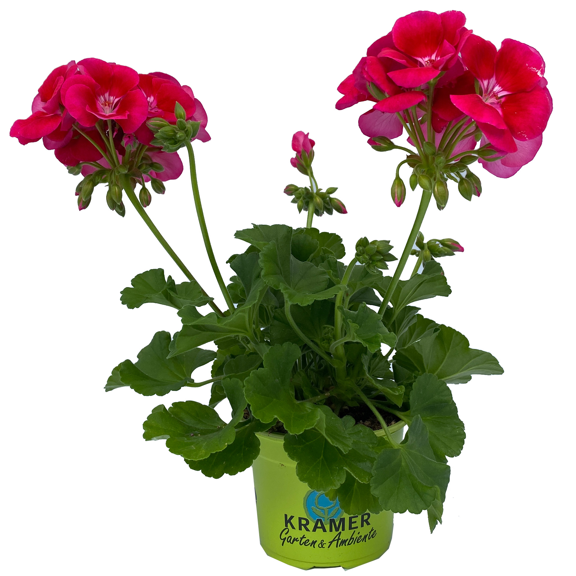 Geranie stehend 'Flower Fairy® Velvet' - Pelargonium zonale, 12cm Topf Geranie stehend 'Flower Fairy® Velvet' - Pelargonium zonale, 12cm Topf
