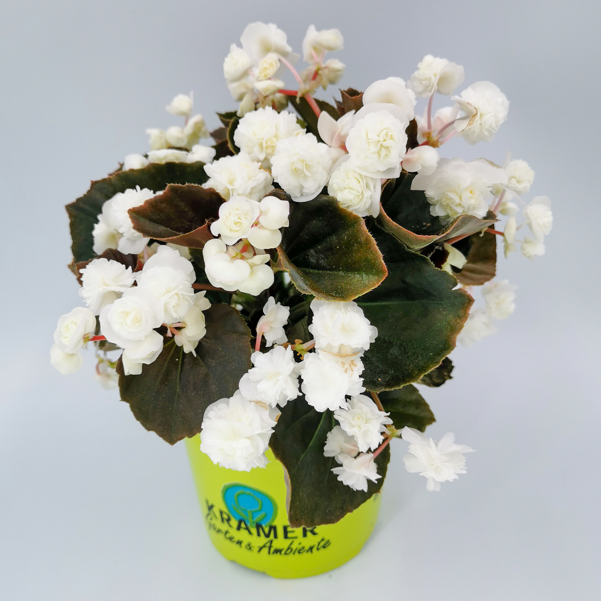 Eisbegonie gefüllt - Begonia x semperflorens 'Doublet® White', 12cm Topf Eisbegonie gefüllt - Begonia x semperflorens 'Doublet® White', 12cm Topf