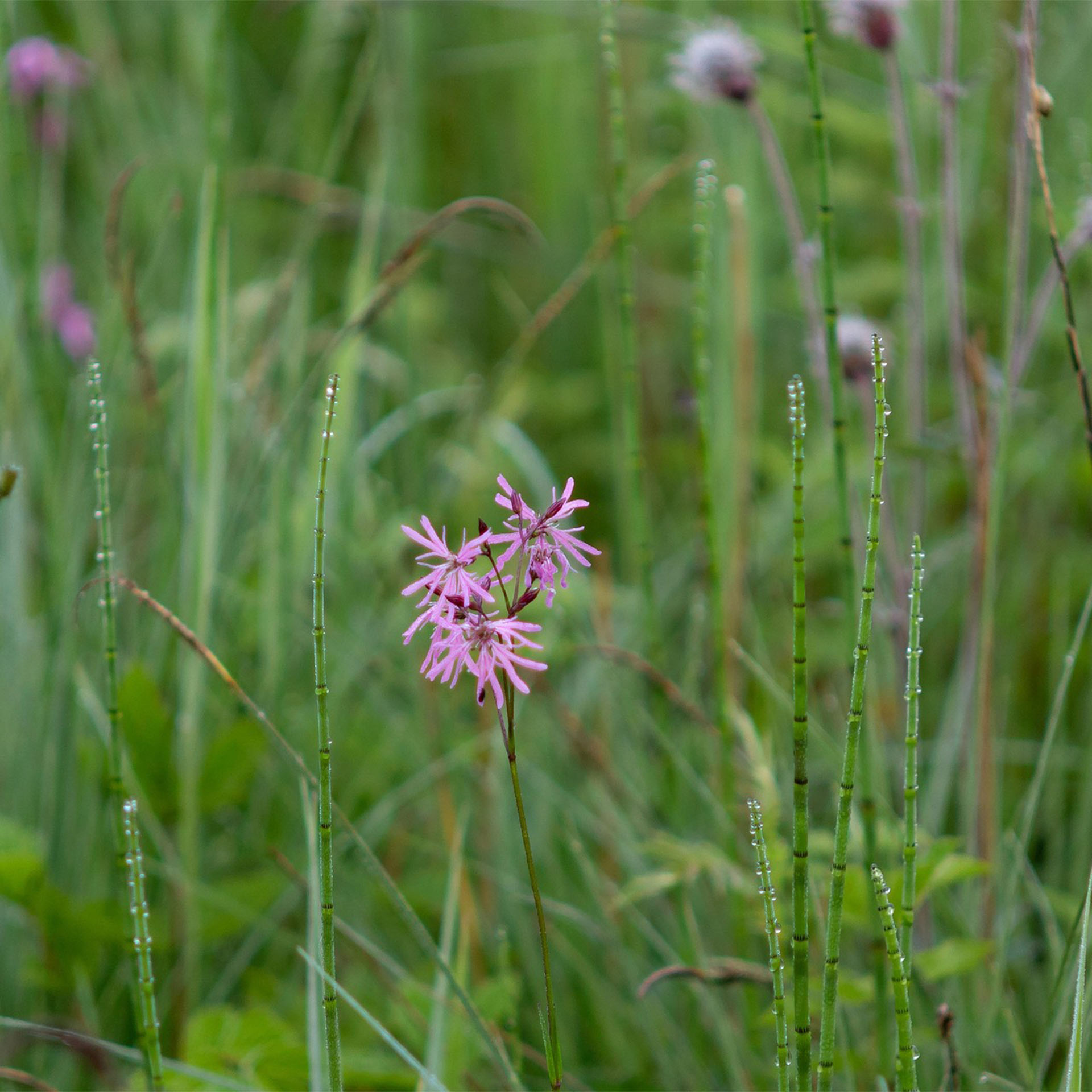 Wildblume, rosafarbene Blume, Wiese, Gras, Botanik