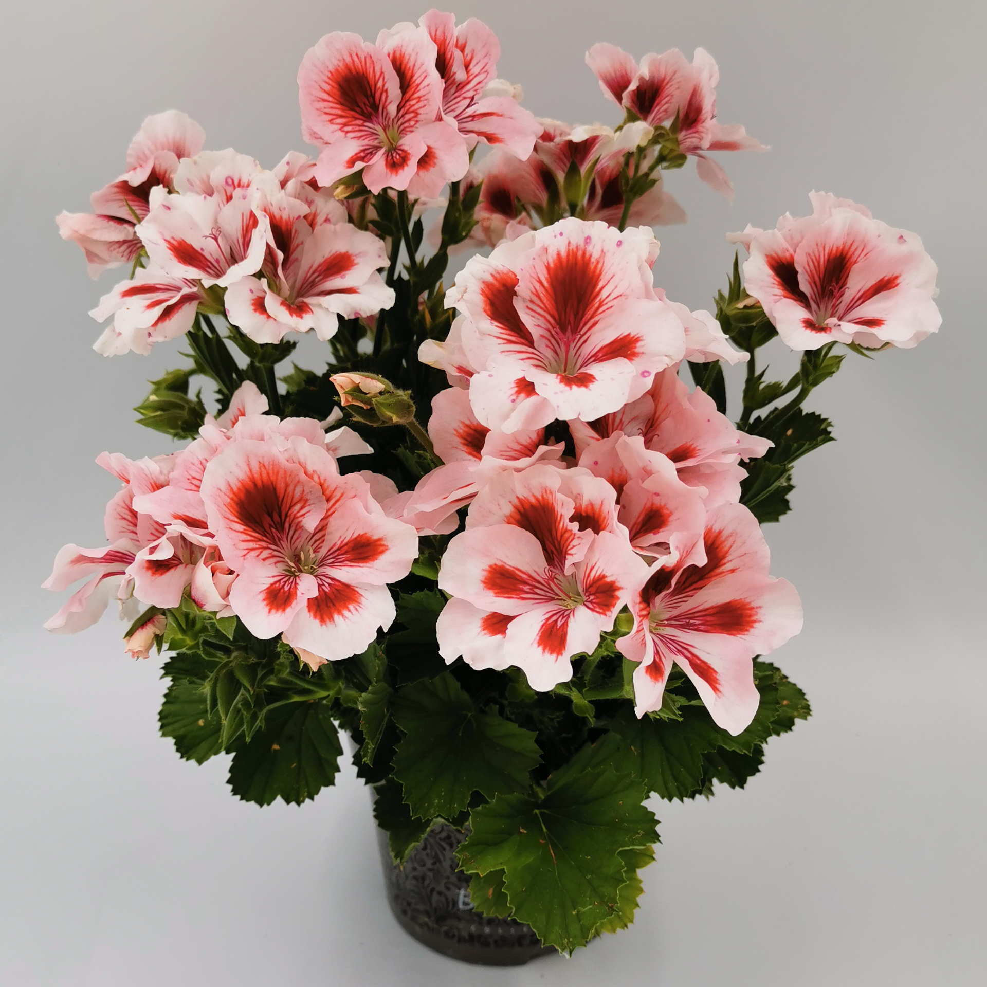 Edelgeranie - Pelargonium grandiflorum weiß-rot