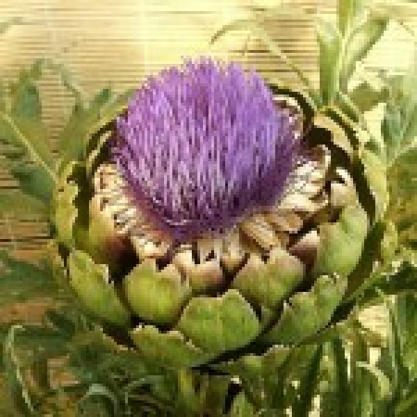 BIO Artischocke