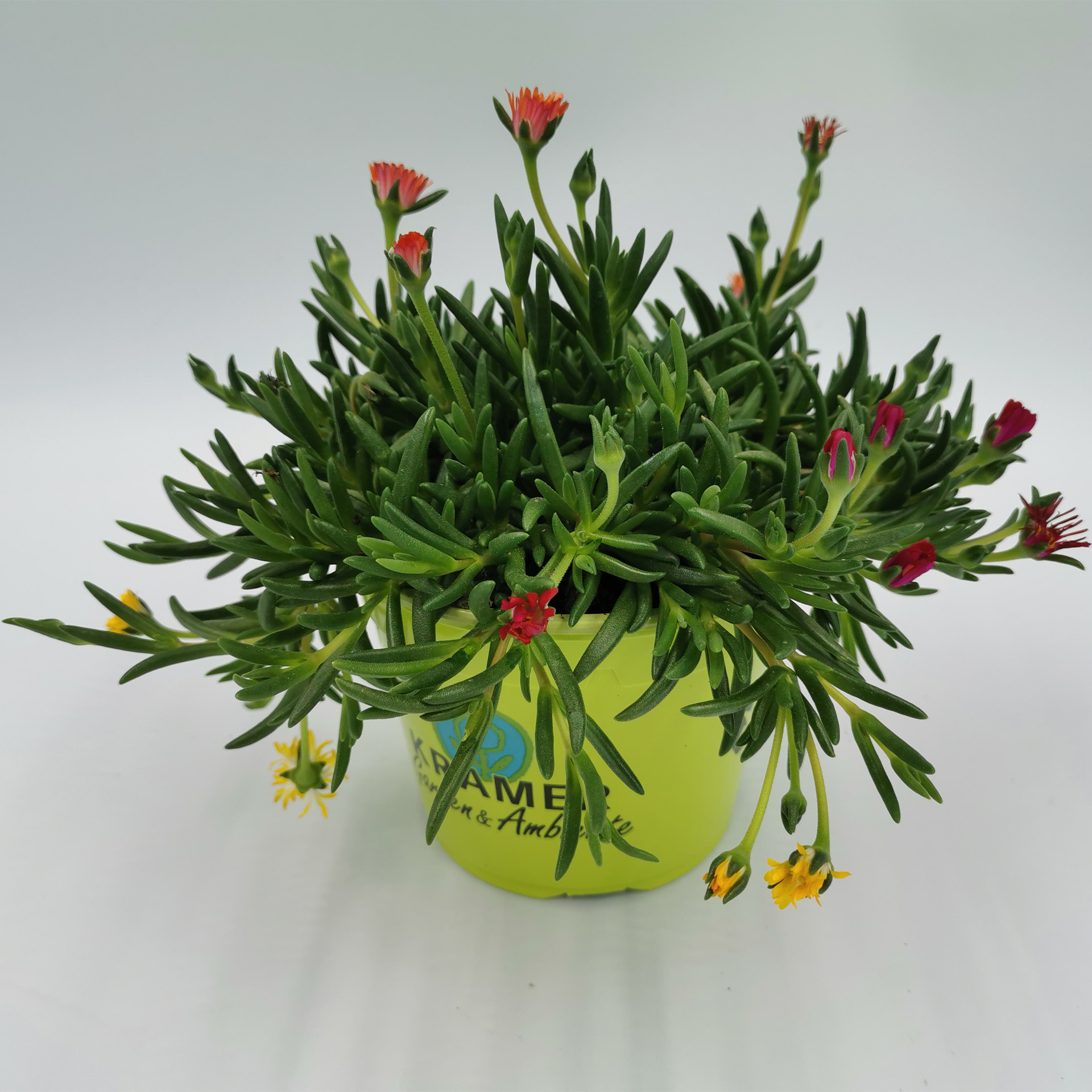 Mittagsblume Trio - Delosperma, 13cm Topf