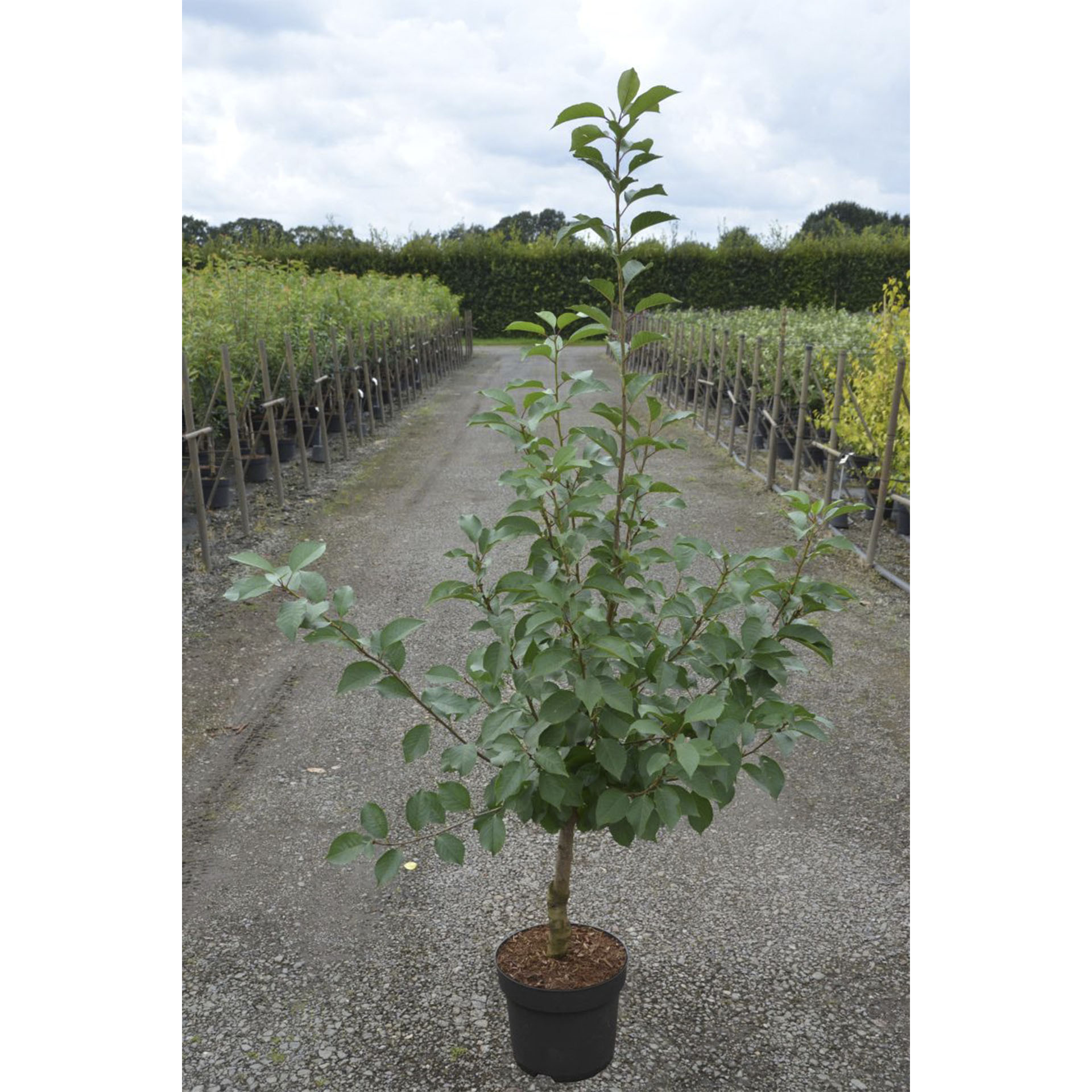 Pflanztopf mit Sauerkirsche Morellenfeuer