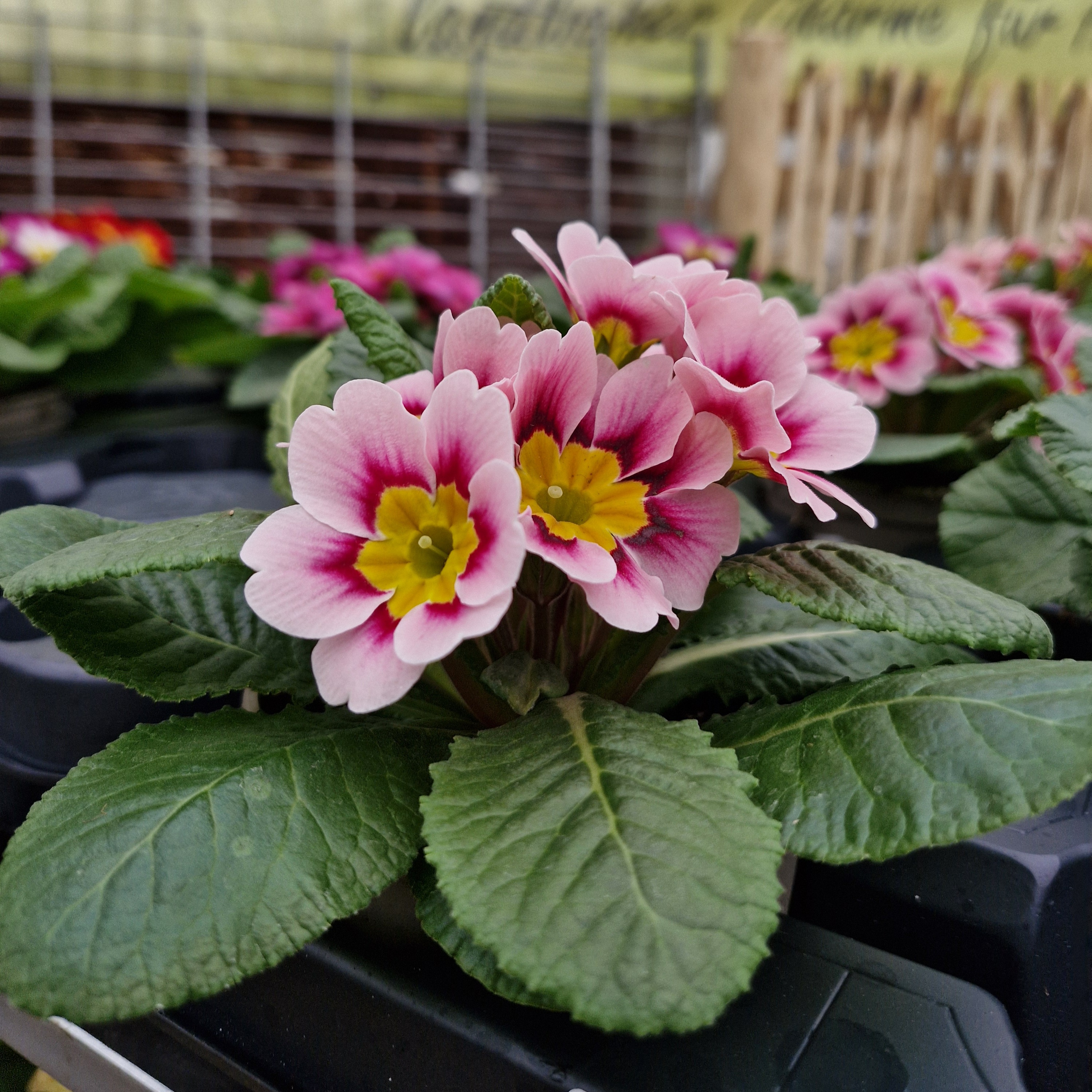 Frühlingsblumen für Balkon und Beet