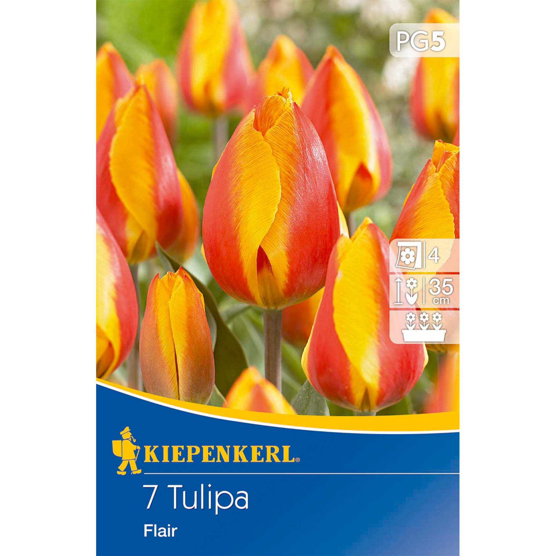 Tulpe 'Flair', Blumenzwiebeln Blume, Pflanze, Blütenblatt, Tulpe