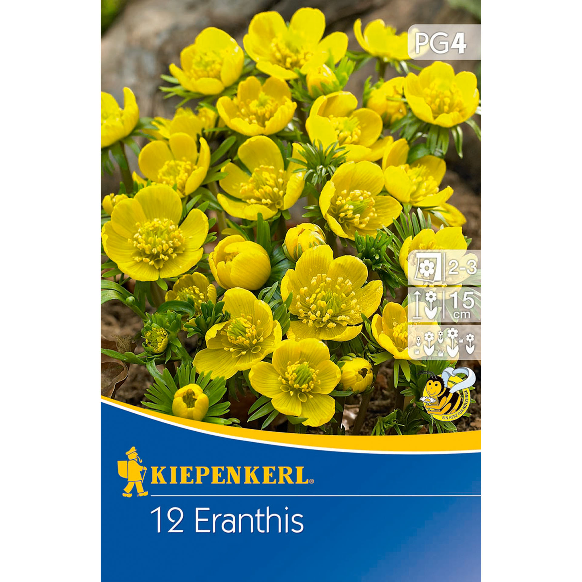 Winterling Frühblüher mit intensiv gelben Blüten, Blume, Pflanze, Blütenstaub, Anemone, Werbung