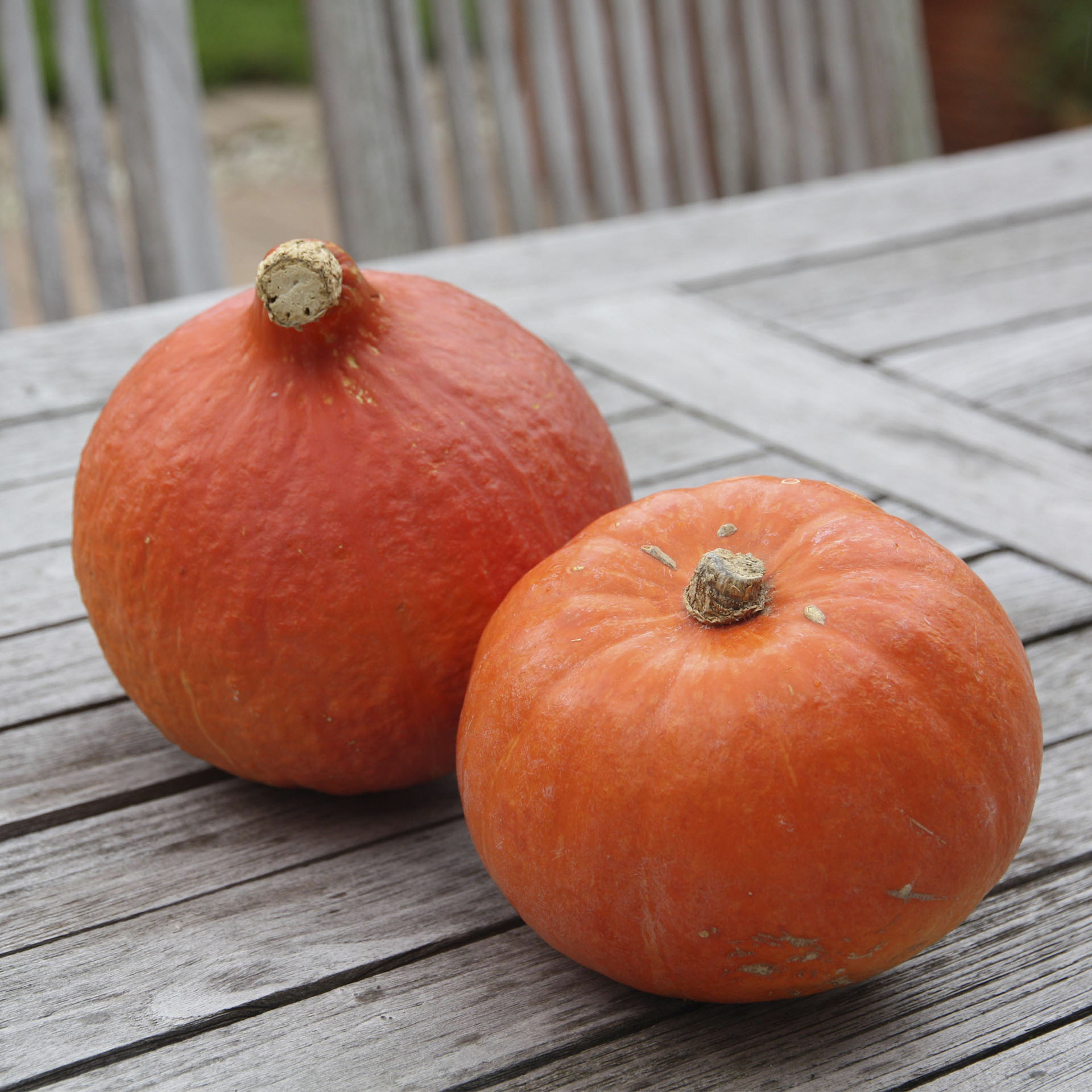 zwei reife orangefarbene Hokkaido-Kürbisse