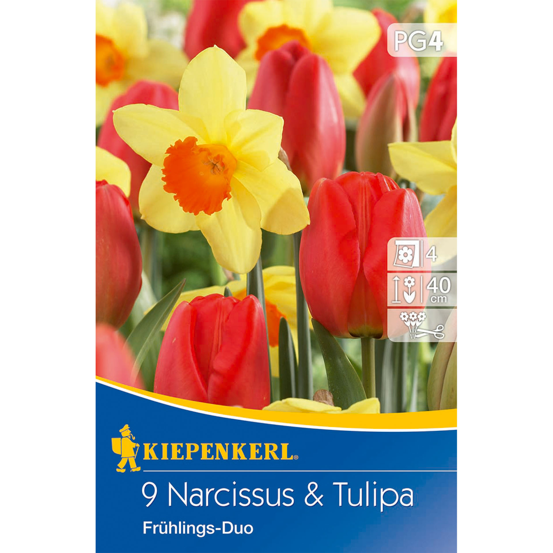 Tulpen-Narzissen-Mischung 'Frühlings-Duo', Blumenzwiebeln Blume, Pflanze, Narzisse, Werbung, Plakat