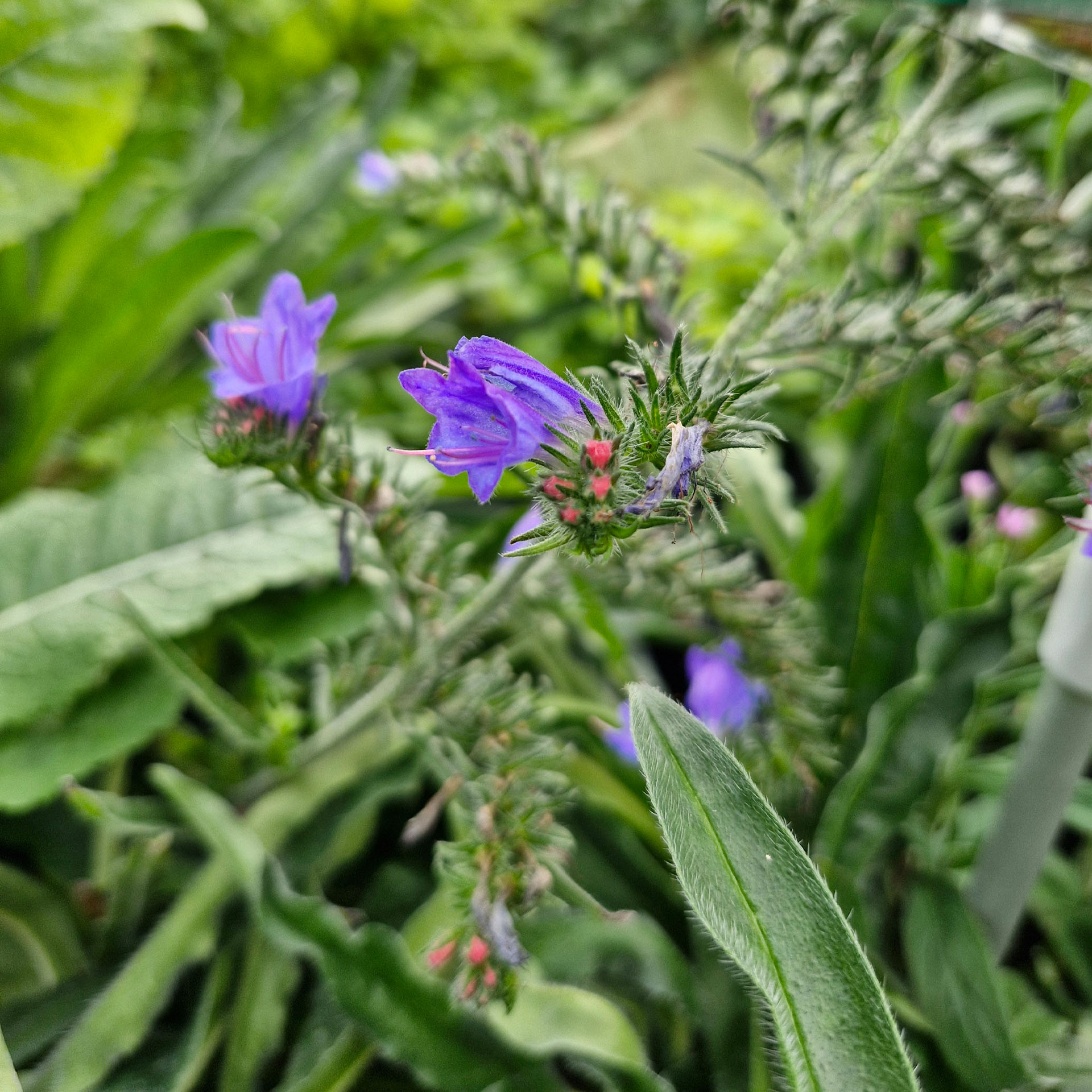 blüten, Blume, Pflanze, Geranie, Iris, Purpur
