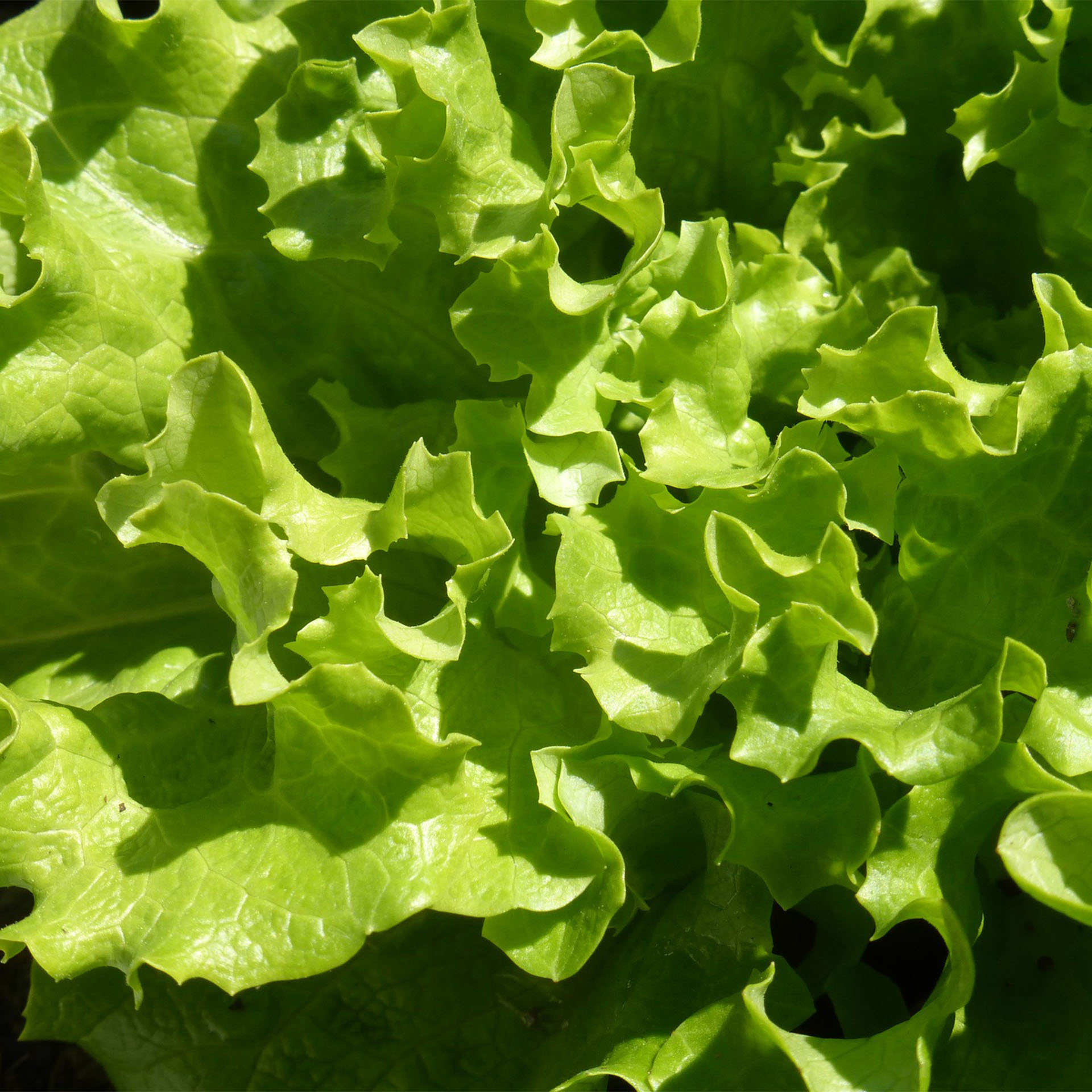 Essen, Kopfsalat, Pflanze, Produzieren, Gemüse