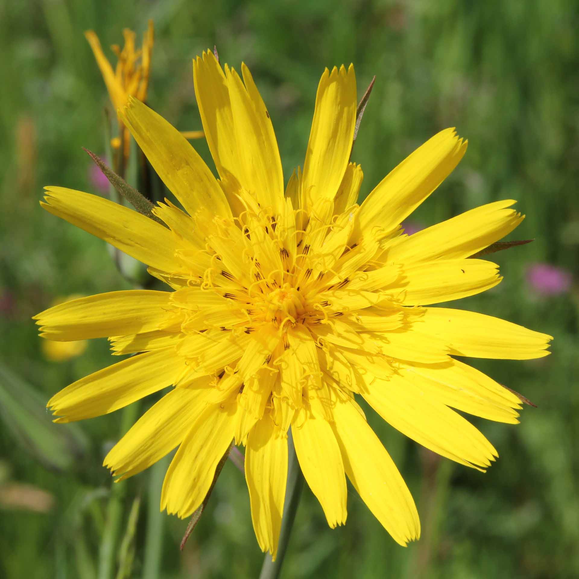 gelbe Blume, Wildblume, Blütenkopf, Sonnenblume, Korbblütler