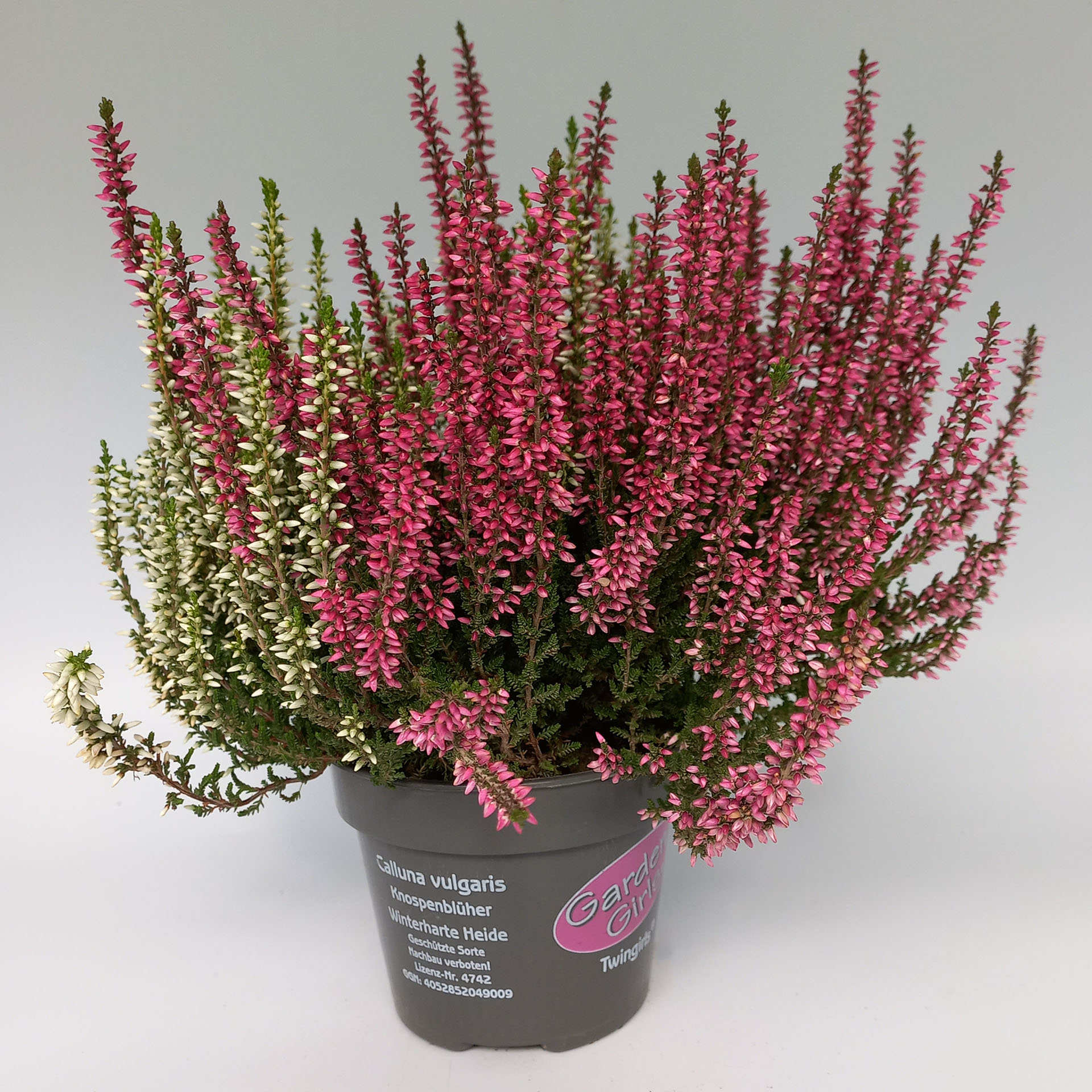 Knospenblüher/Besenheide - Calluna vulgaris 'Gardengirls® Twingirls®' Knospenblüher/Besenheide - Calluna vulgaris 'Gardengirls® Twingirls®'