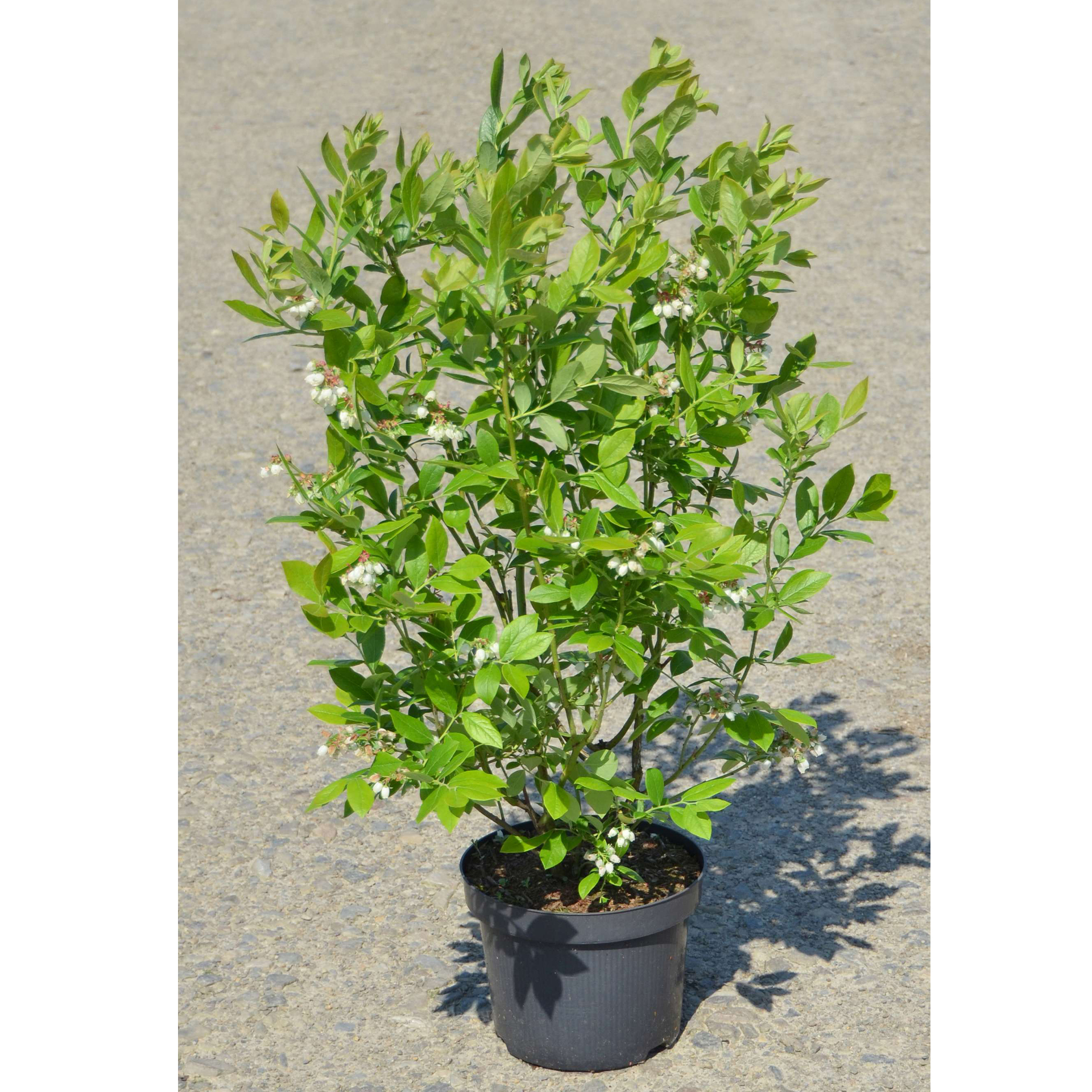 Pflanztopf mit Heidelbeere Bluecrop  mit Blättern und Blüten