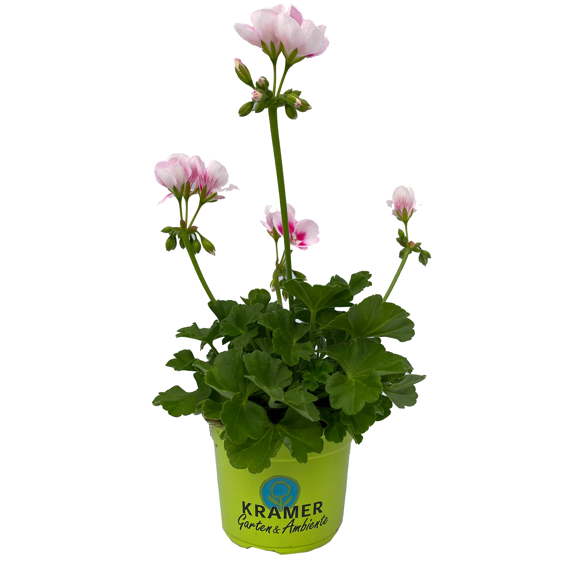 Geranie stehend 'Flower Fairy® White Splash' - Pelargonium zonale, 12cm Topf Geranie stehend 'Flower Fairy® White Splash' - Pelargonium zonale, 12cm Topf