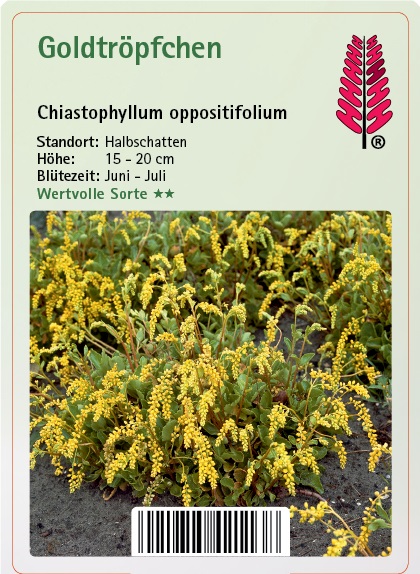 Goldtröpfchen - Chiastophyllum oppositifolium Pflanzenwuchs, Gras, Amaranthaceae, Blume, Kräuterig