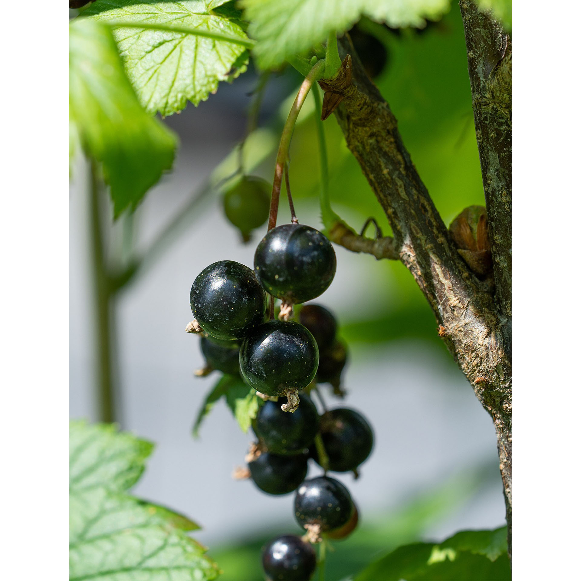 Schwarze Johannisbeere Tsema-2 reife schwarze Johannisbeeren in Traube am Strauch hängend