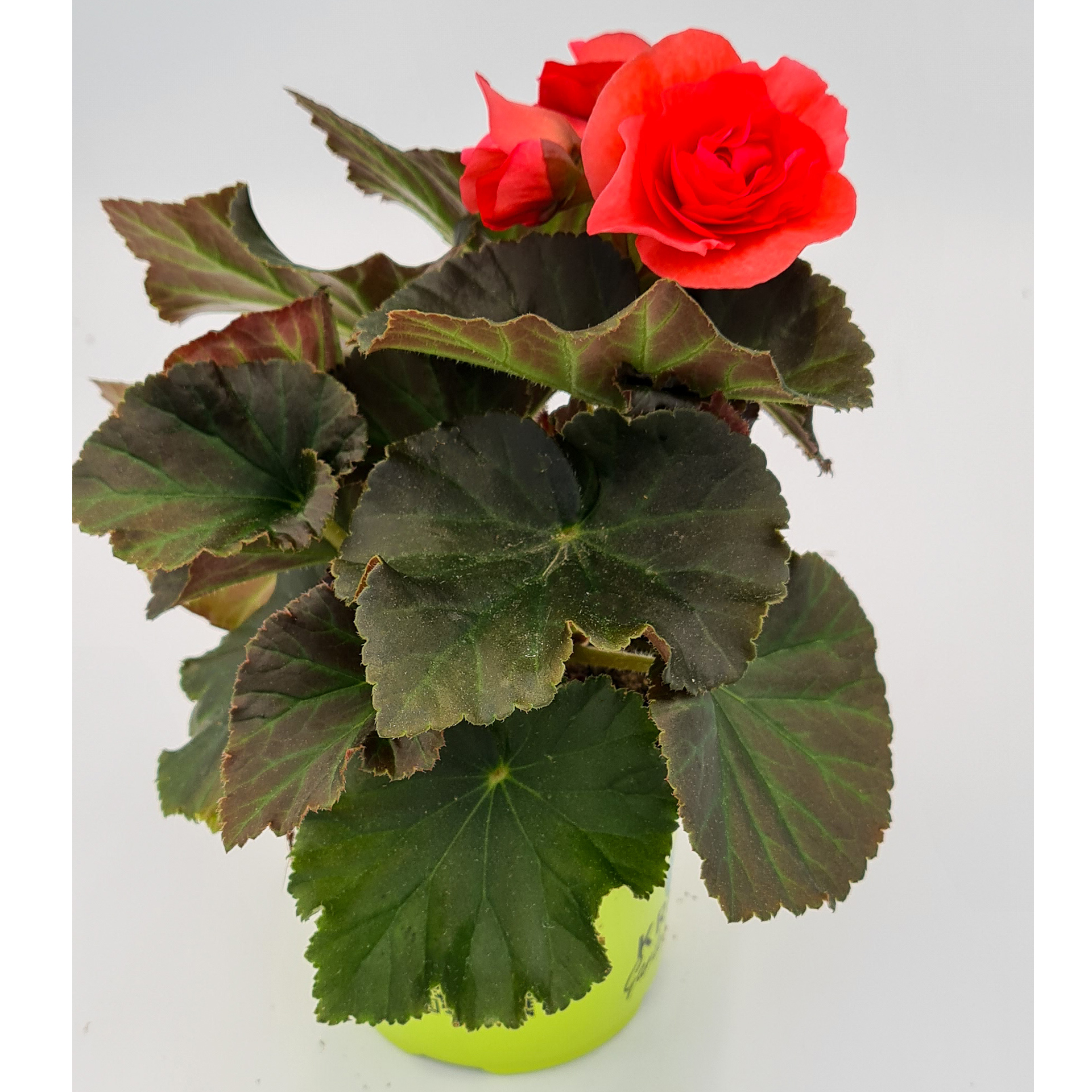 Begonie Sunpleasure Rose blühende Begonie Sunpleasure Rose im Pflanztopf