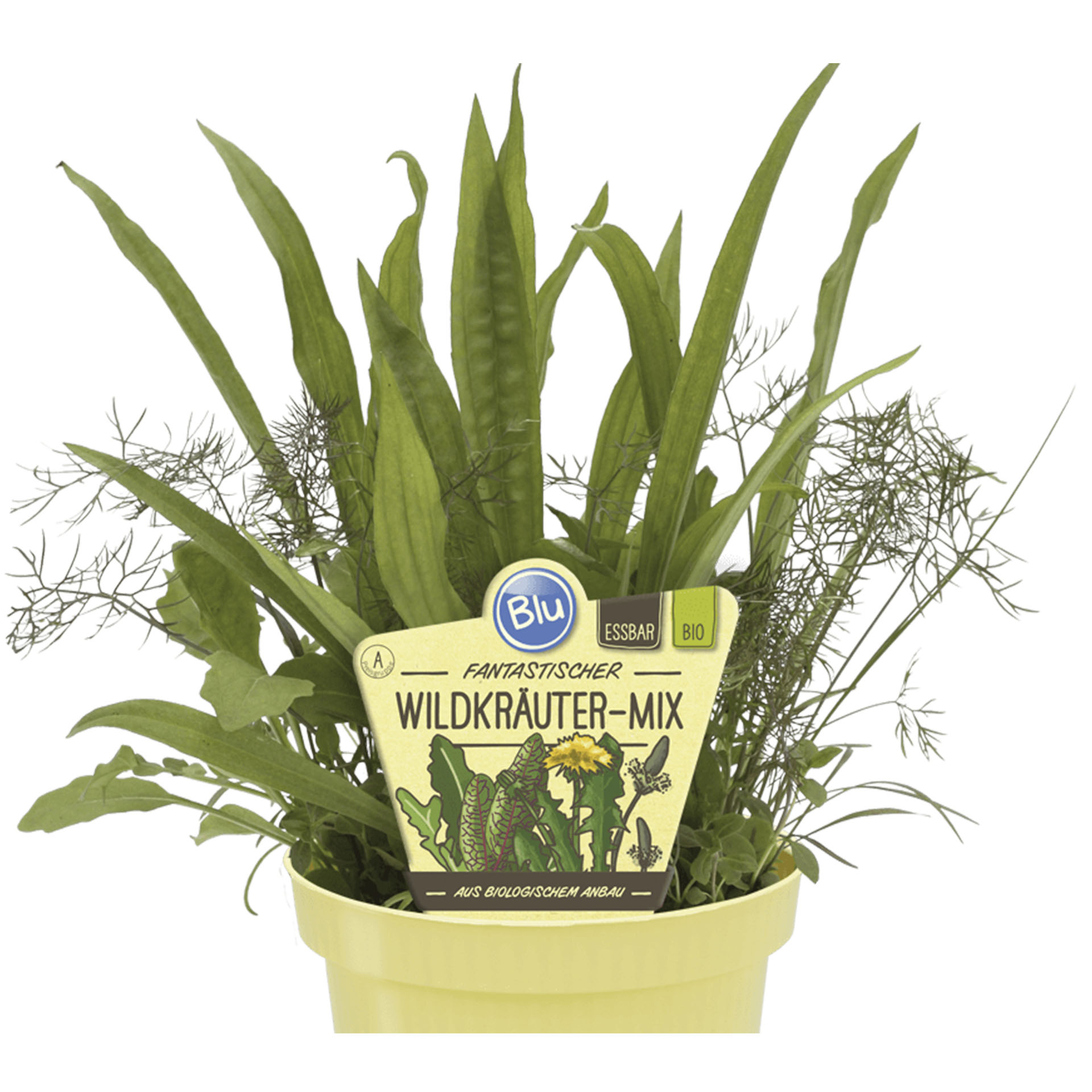 Fantastischer BIO Wildkräuter-Mix Wildkräuter-Mix im Pflanztopf mit Pflanzenstecker