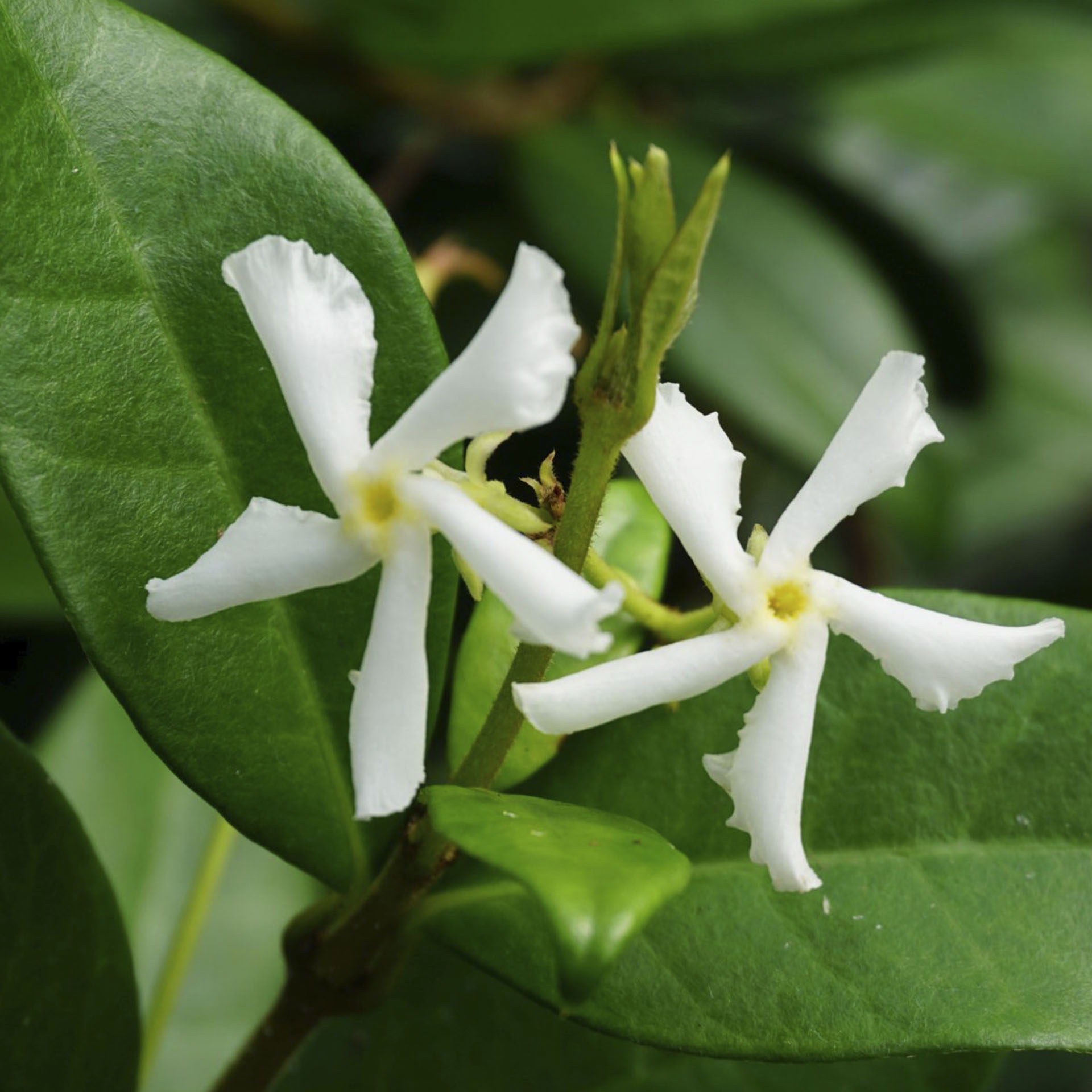 weiße Blüten an Trieben des Sternjasmin