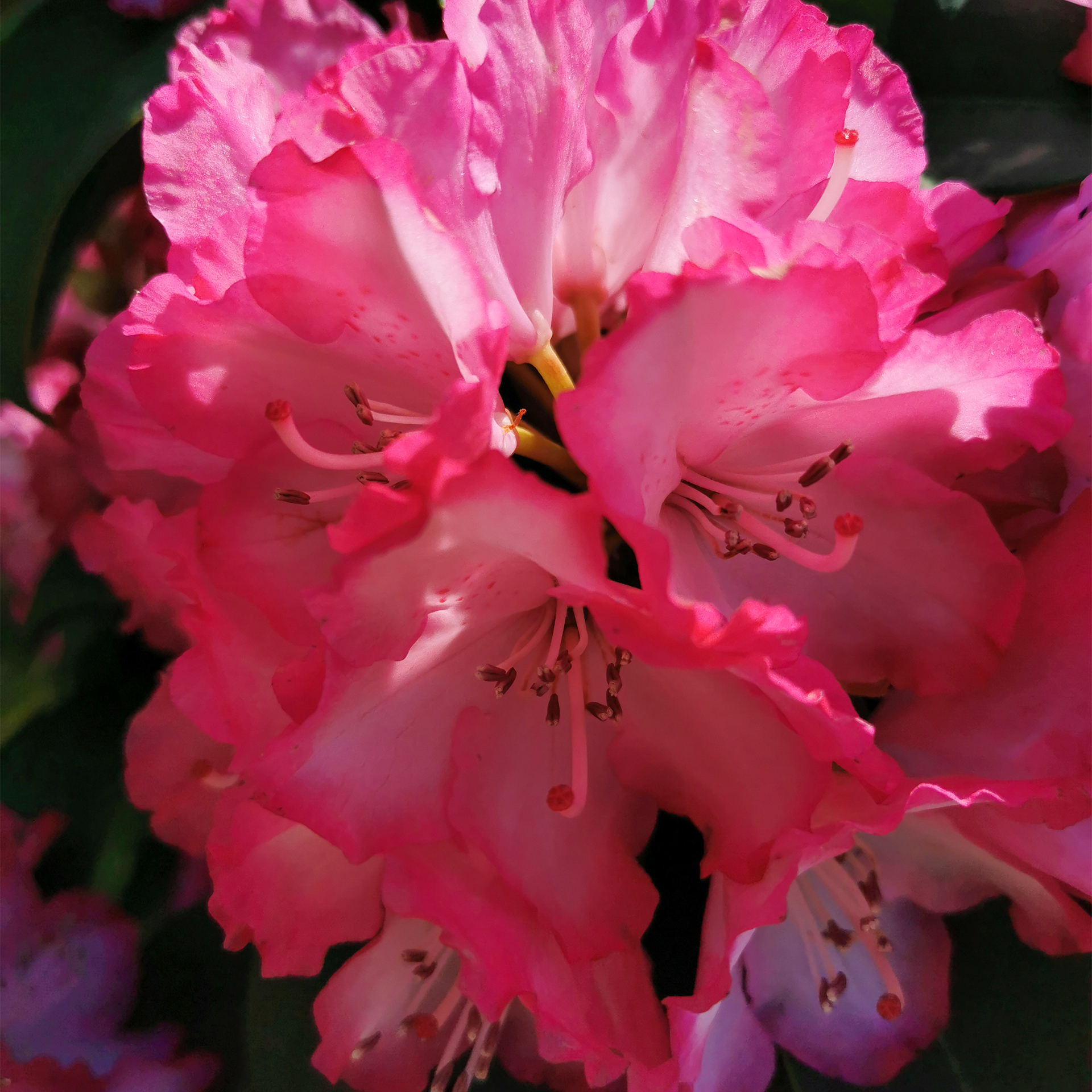 Rhododendron Alpenrose Moorbeetpflanze Kübel auf Balkon und Terrasse