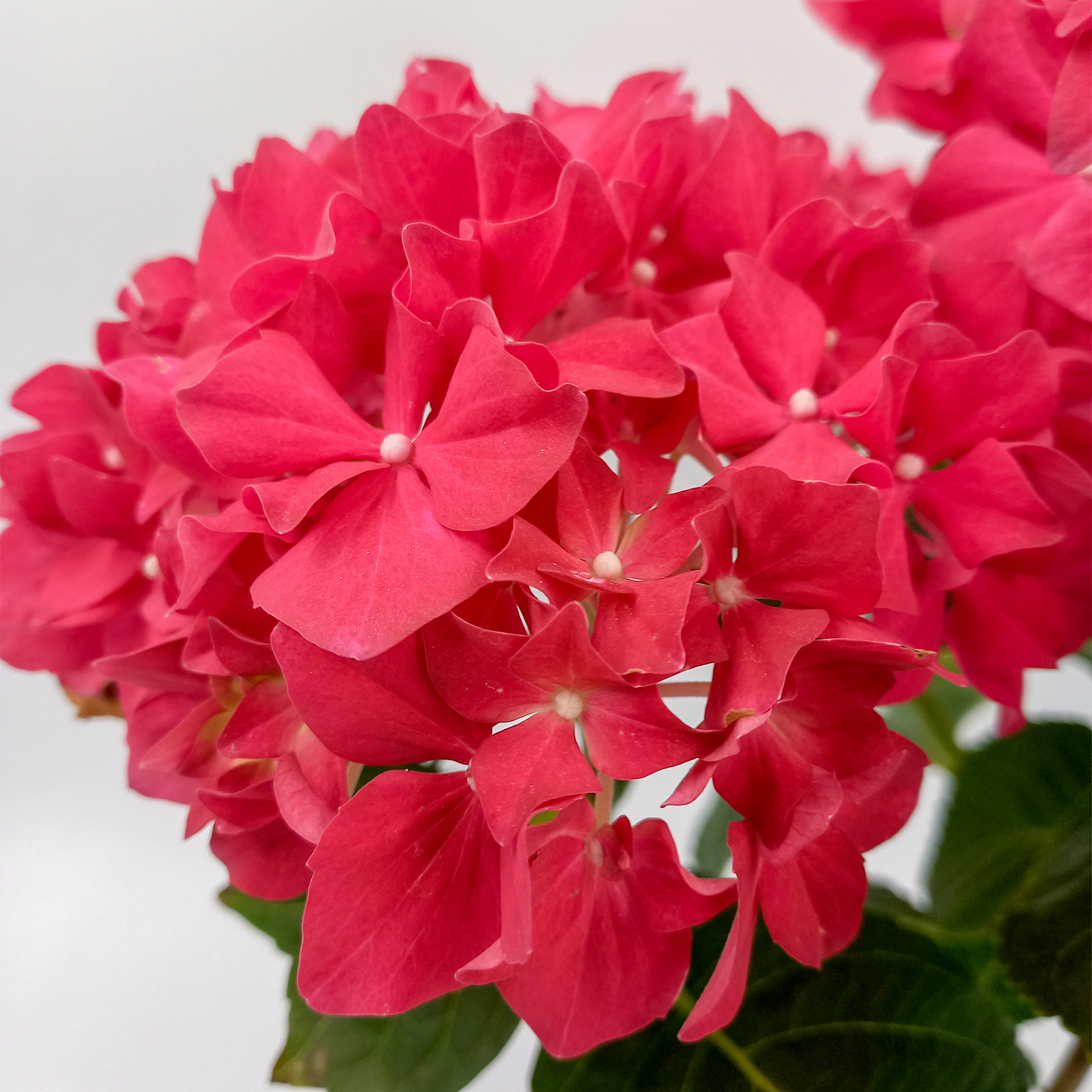 Hortensie macrophylla rot Halbstrauch Sommerblüher Zimmerpflanze