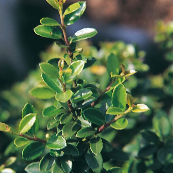 Ilex crenata 'Fastigiata'