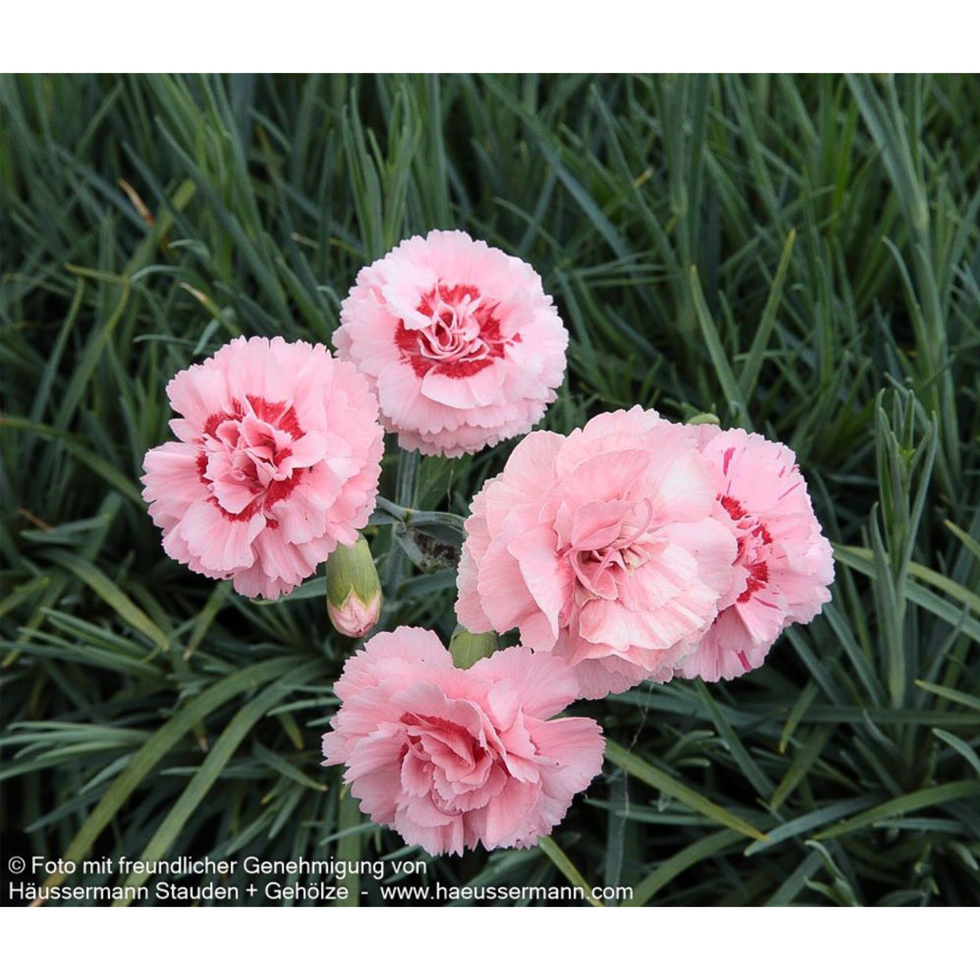 Blume, Pflanze, Nelke, Rose, Nelke, Blume, Pflanze, Rose, Nelke, Blume, Pflanze, Rose, Nelke, Blume, Pflanze, Rose