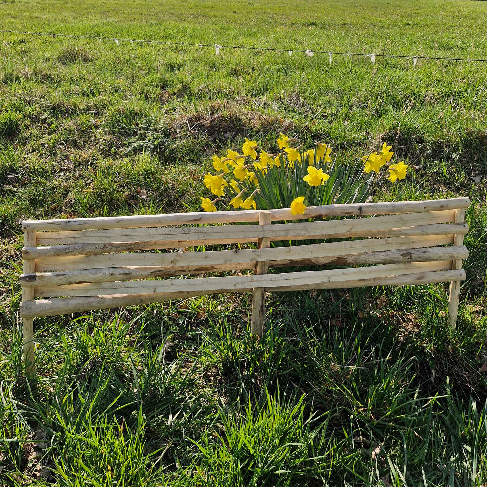 holzbank, holzbanken, gelbblumen, garten, pflanzen