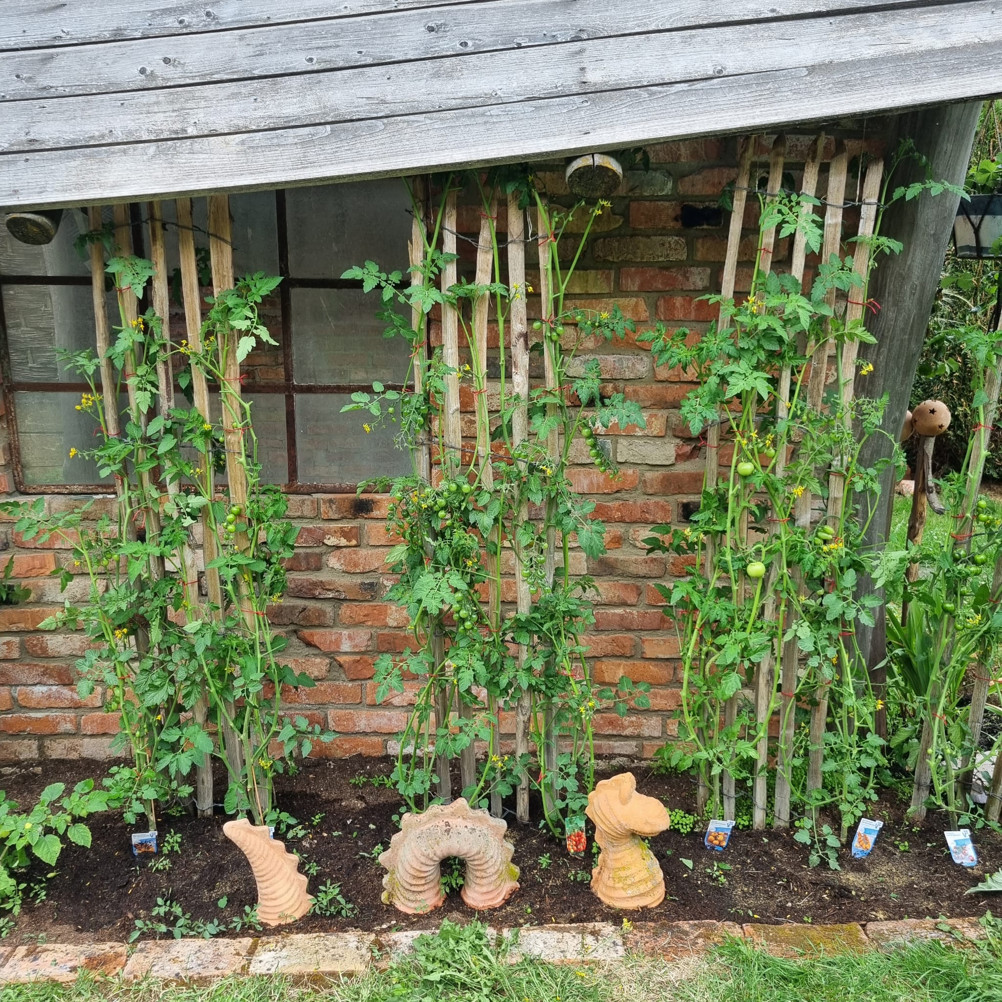 staketenzaun-rankhilfe-tomaten Staketenzaun eignet sich als Rankhilfe für Gurken & Tomaten