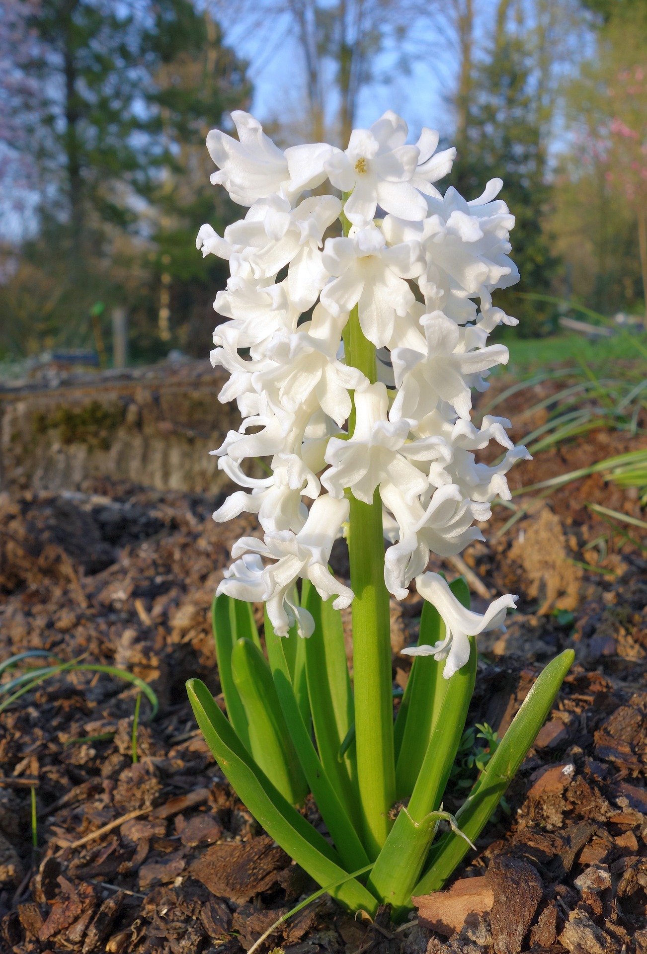 hyazinthe-weiss-pixabay-2 weiß blühende hyazinthe