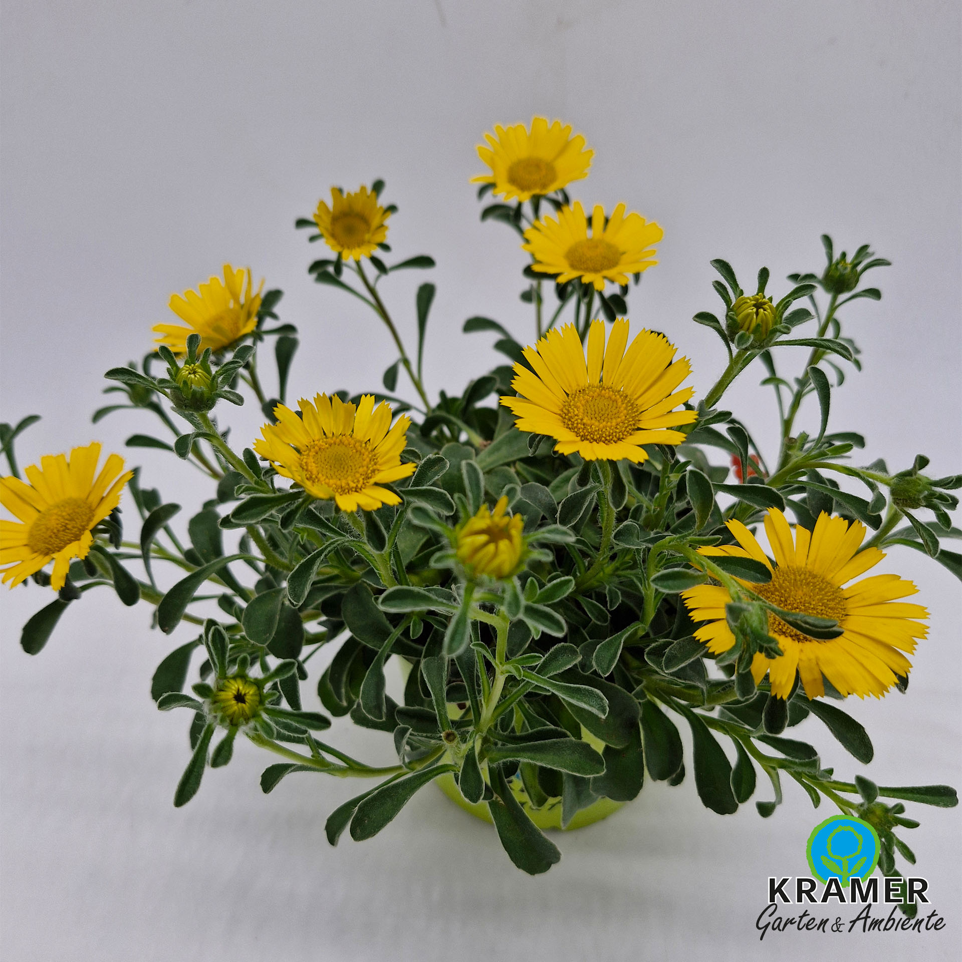 goldtaler im Topf, viele gelbe blüten, Gartenpflanze, Gelb, Blume, Sichtbare Blüten, Blätter