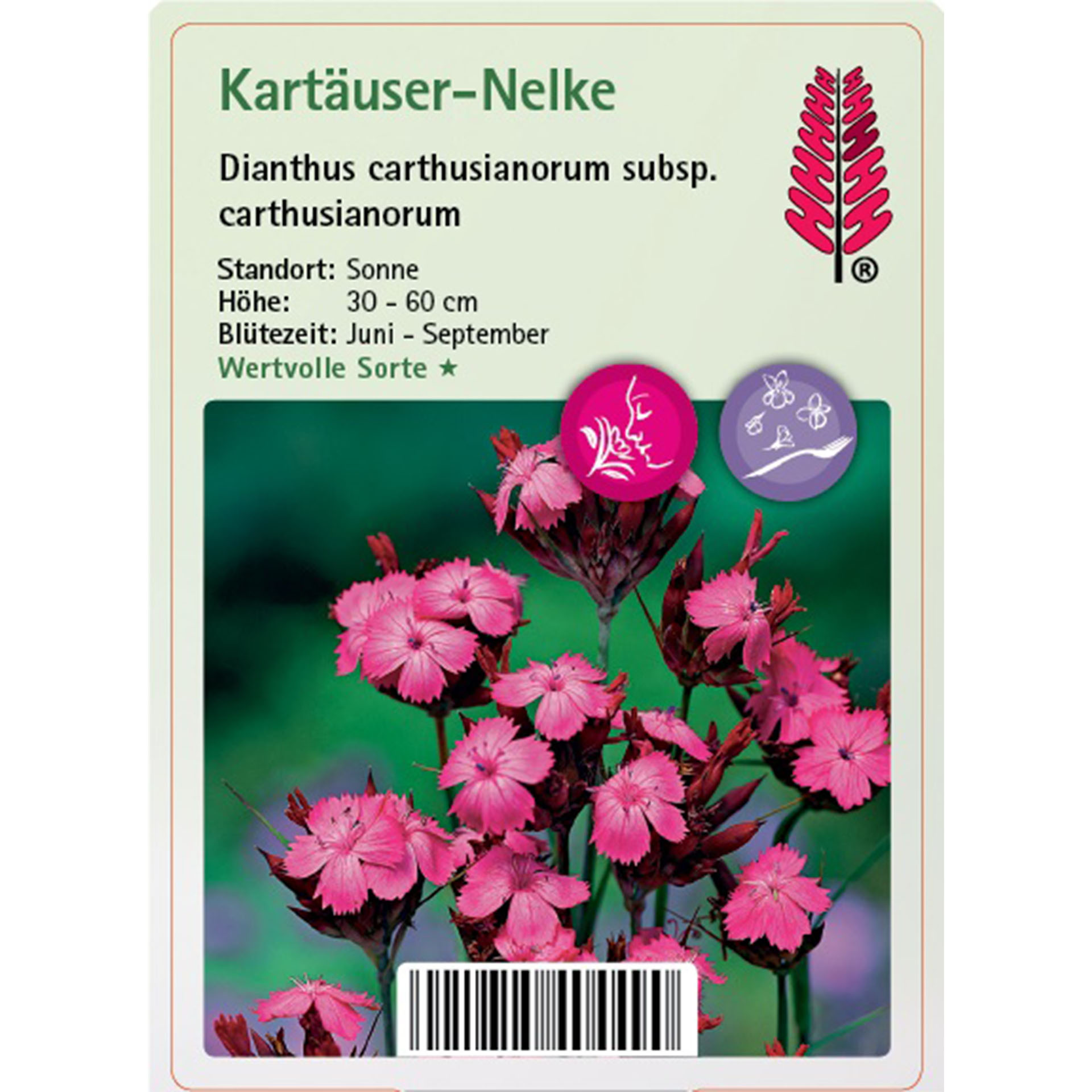 Blume, Pflanze, Blütenblatt, Geranie