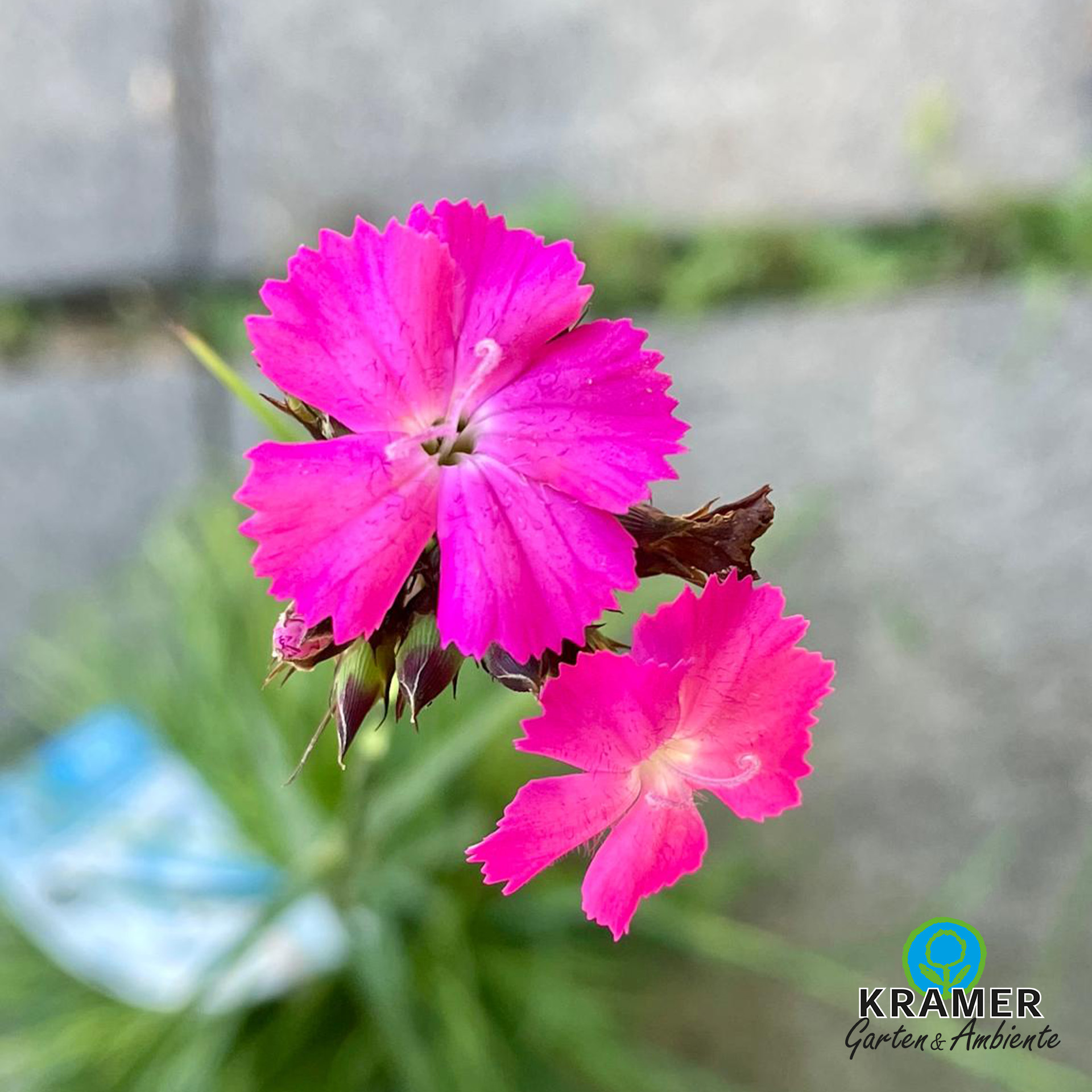 Blume, Pflanze, Blütenblatt, Geranie, pink flower, Nelkenblüte, helle Blüten, grüner Stängel, Logo-Wasserzeichen
