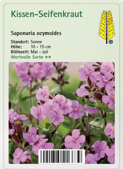 Kissen-Seifenkraut - Saponaria ocymoides Blume, Pflanze, Geranie, Blütenblatt