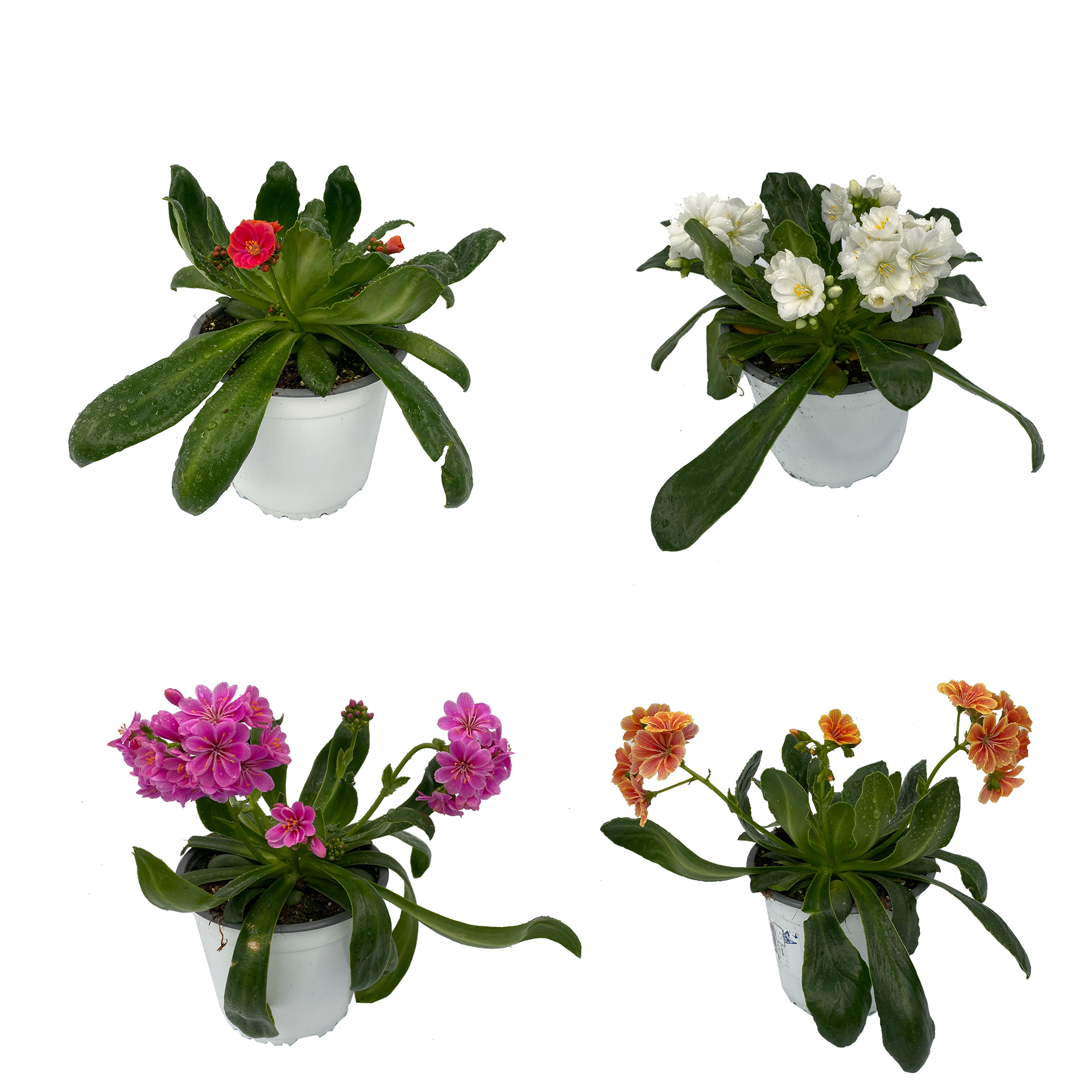 Bitterwurz - Lewisia cotyledon, 13cm Topf Bitterwurz - Lewisia cotyledon, 13cm Topf